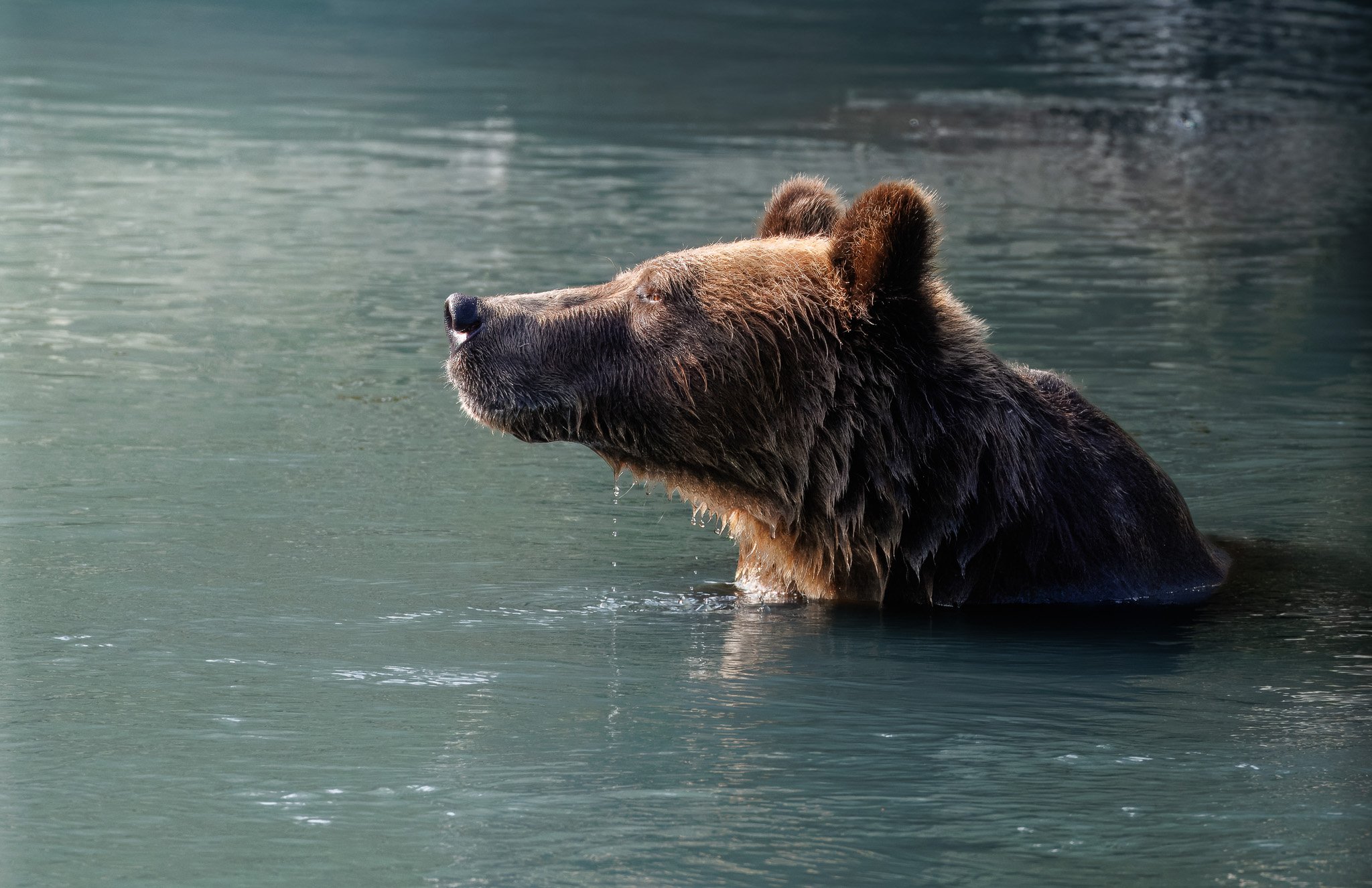 Grizzly bear in water in Toba Inlet, BC, Canada at Klahoose Wilderness resort.