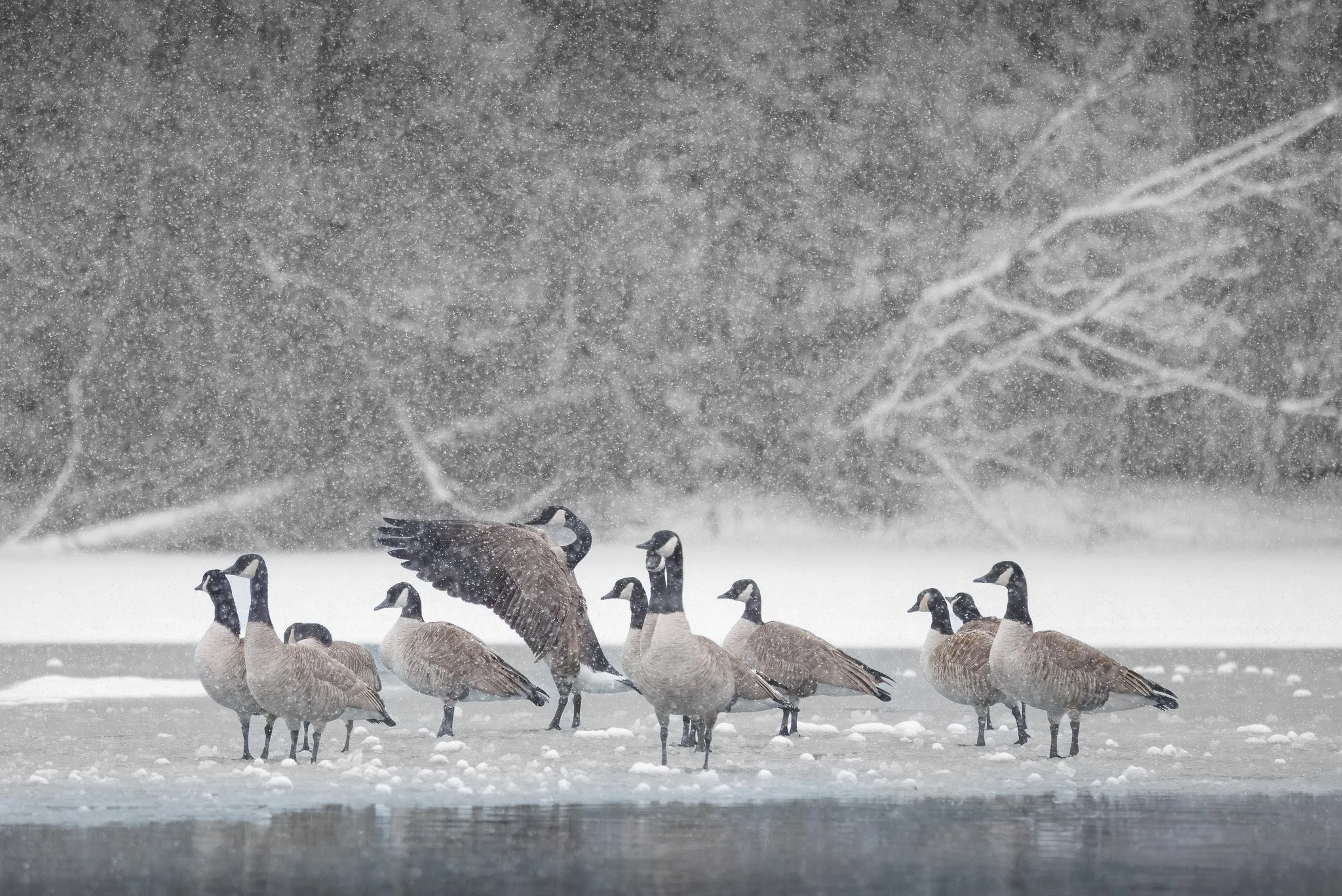 Canada geese on in the snow at windermere golf course in spokane wa.