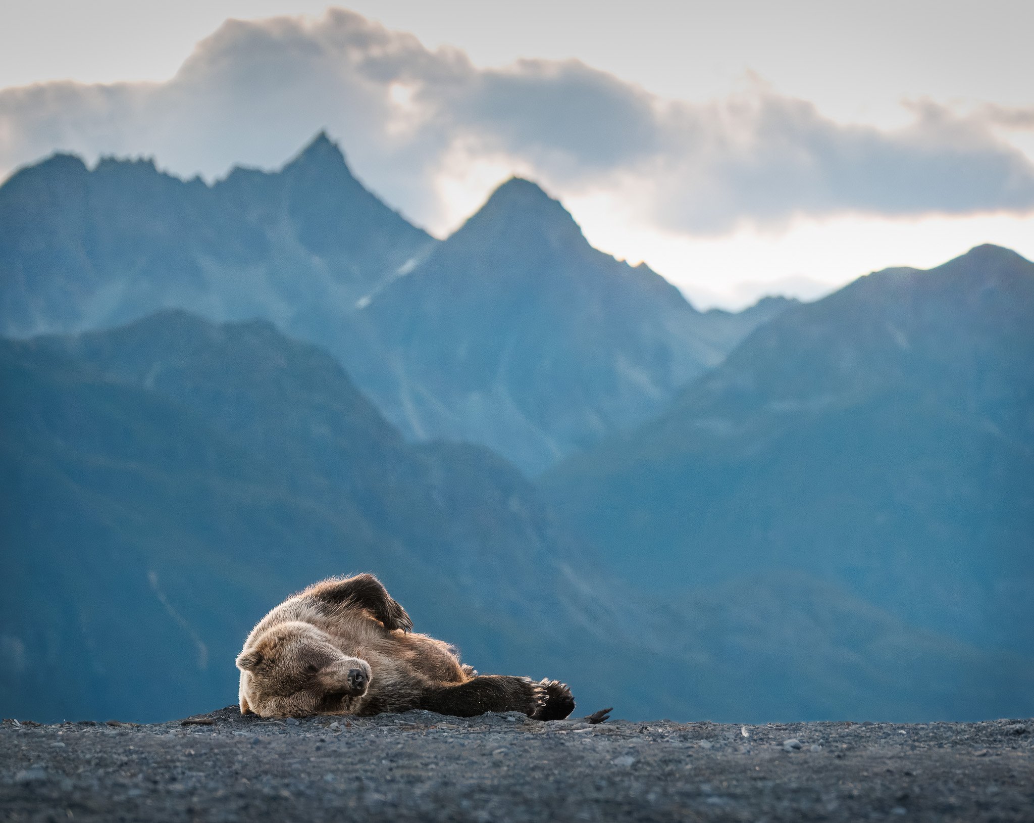 Brown bear rolling around in front of a mountian in Chinitna Bay, Alaska.