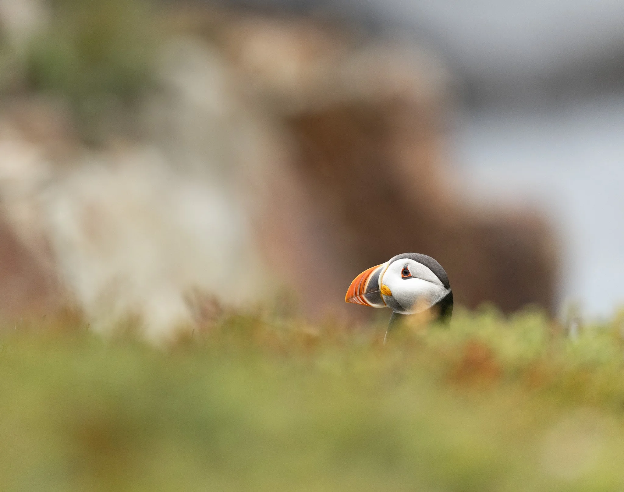 Atlantic Puffin poking his head up over the grass with cliffs in the background in Newfoundland.