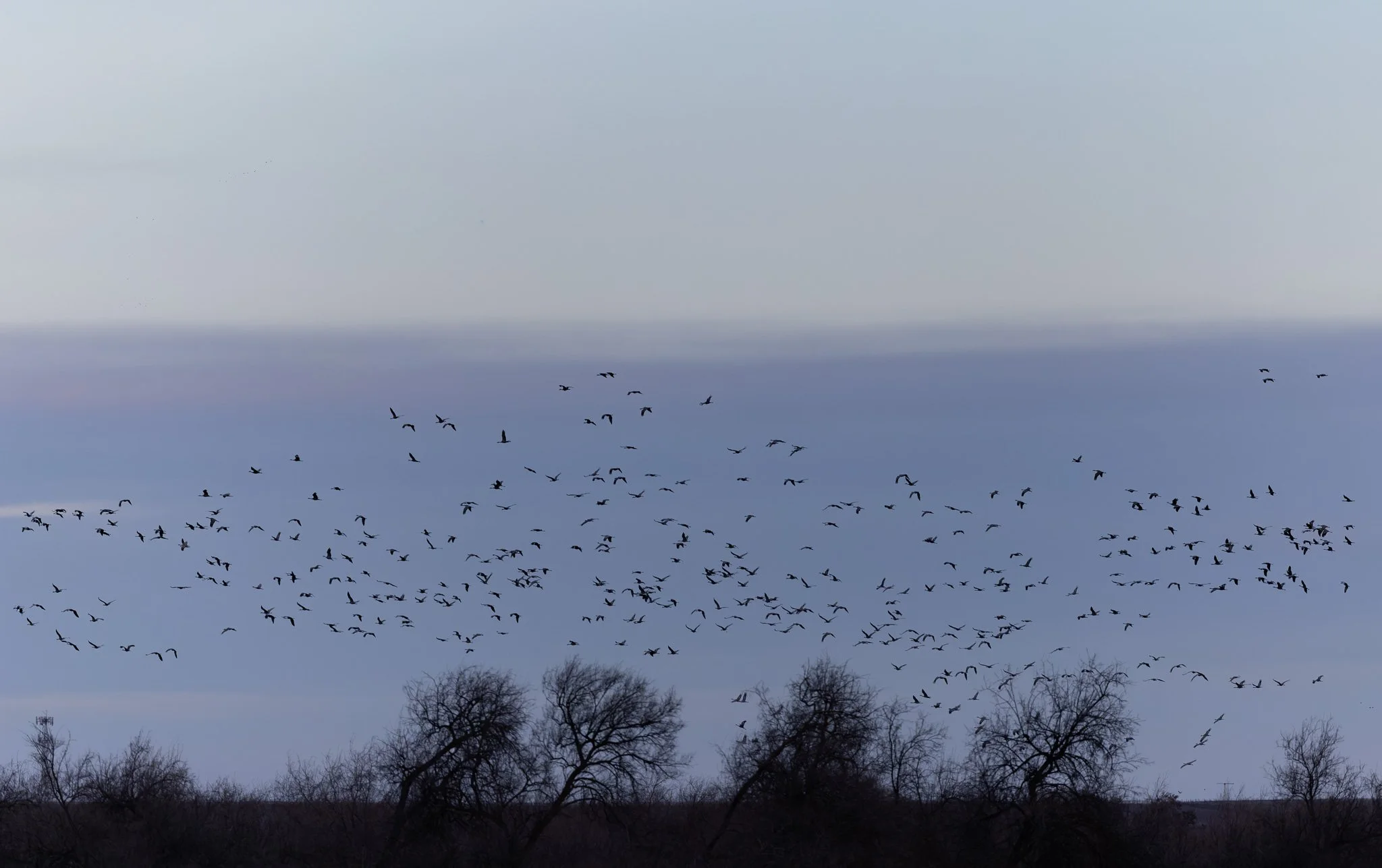 Sandhill cranes flying over top of windblown shrubs in the dusk of night.