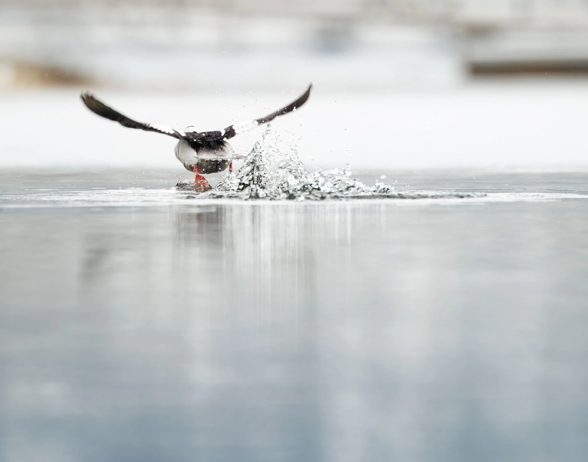 Bufflehead duck taking off in the water with snow in the background at Fernan Lake in North Idaho.