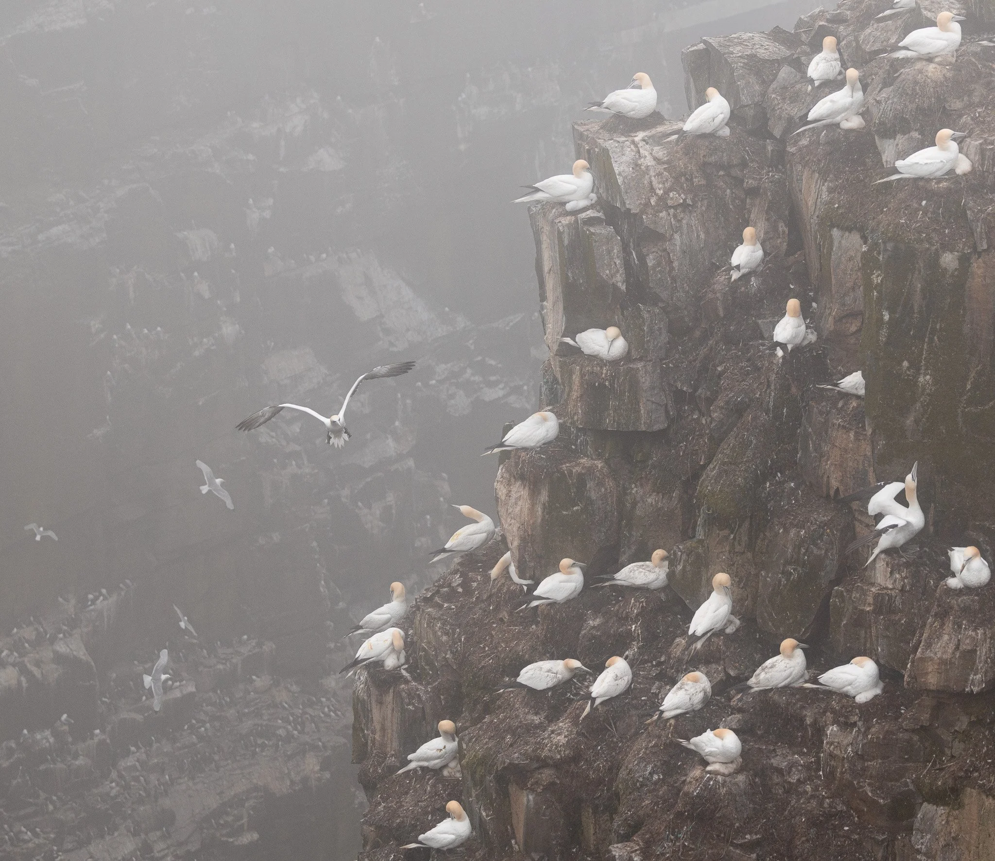 Foggy morning at the gannet colony in Newfoundland.