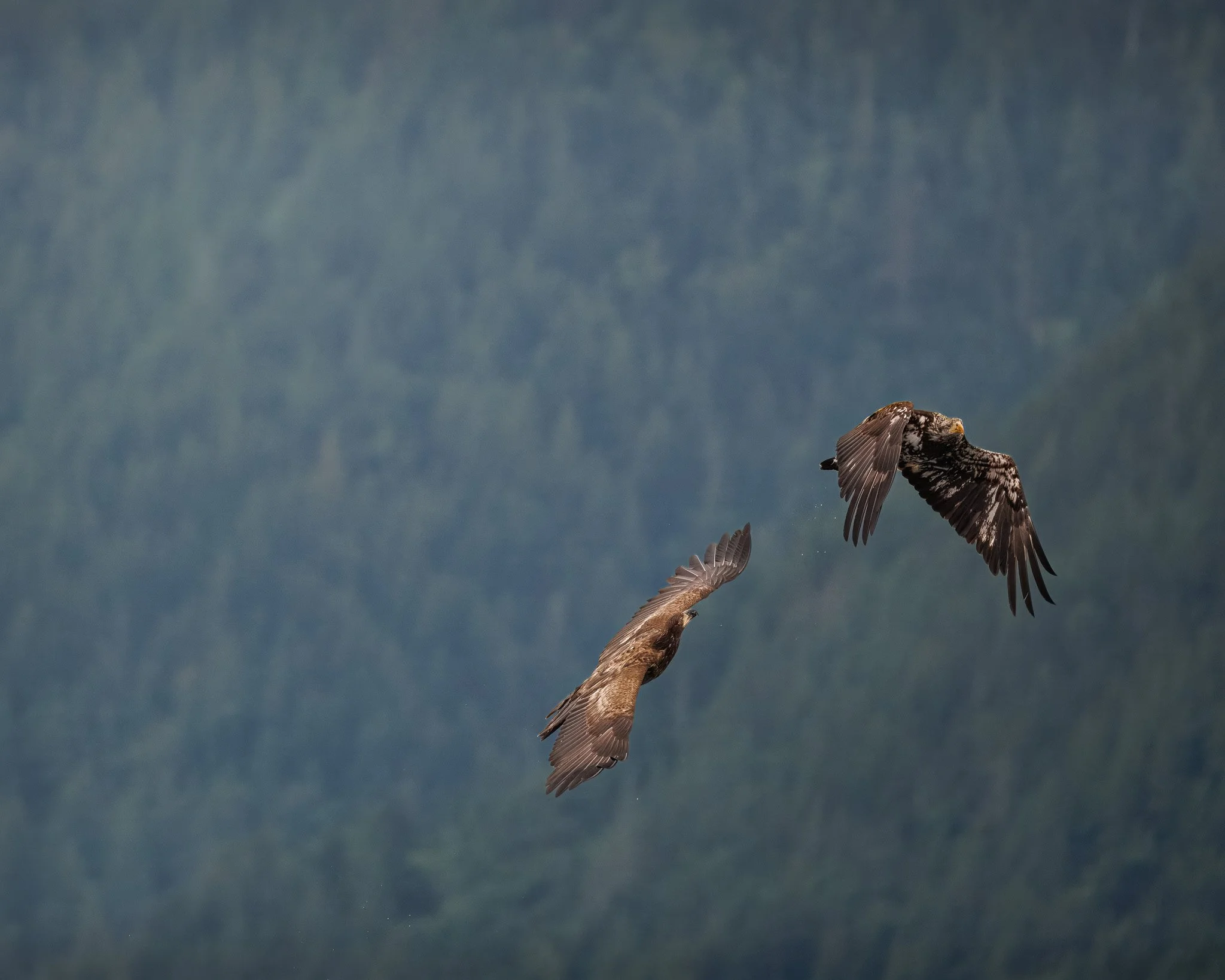 Two juvenile bald eagles in flight in Campbell River, BC, Canada.