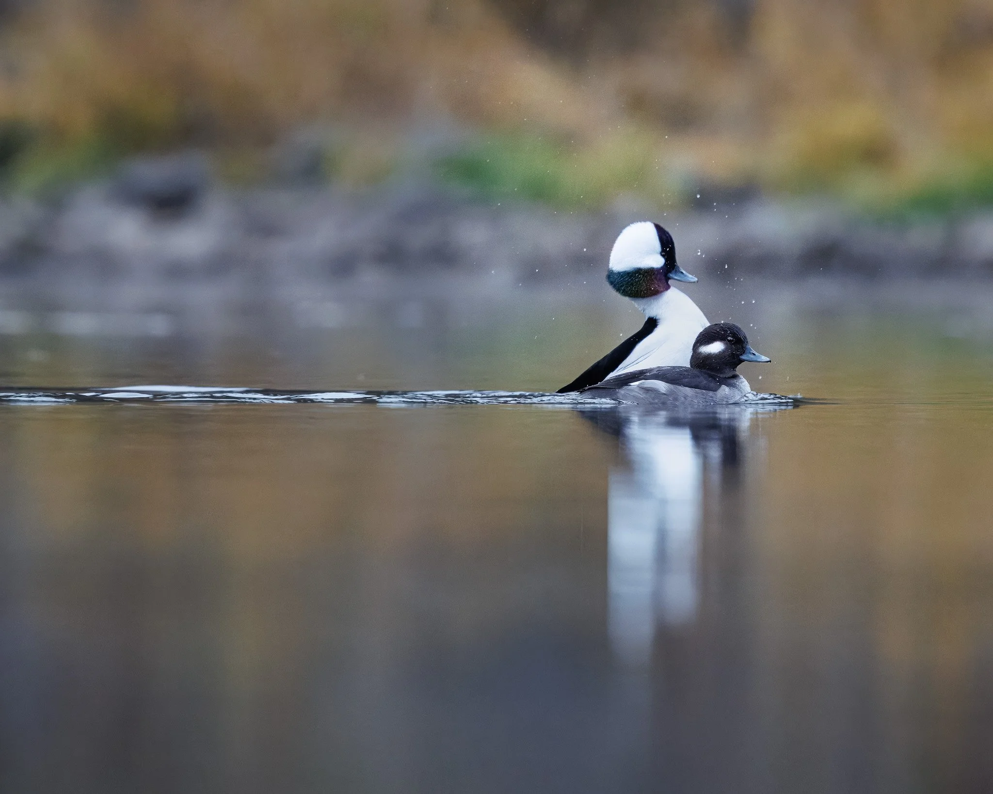 Buffelhead couple at Fernan Lake in north Idaho.