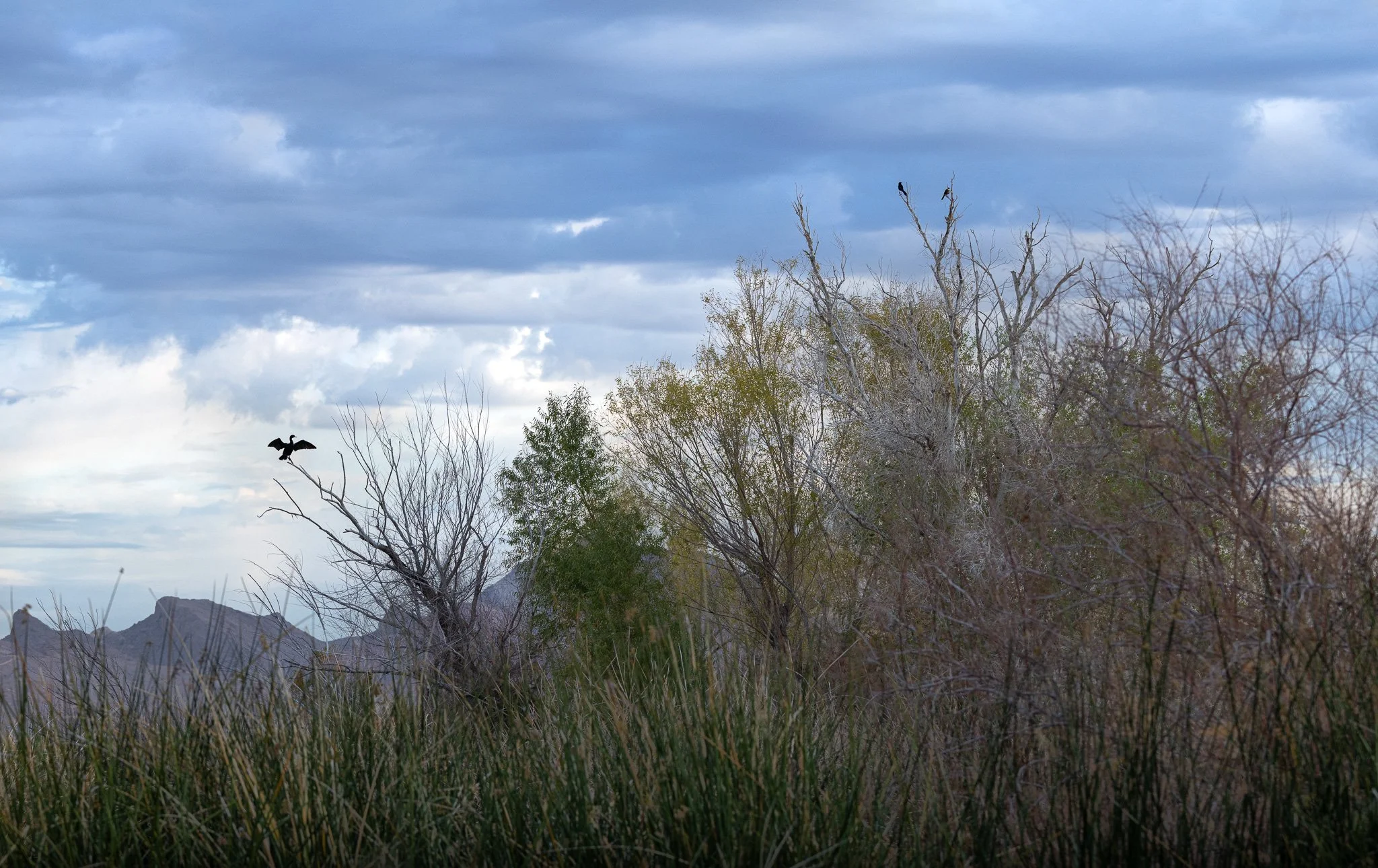 AT THE EDGE
double-crested cormorant, las vegas, nv