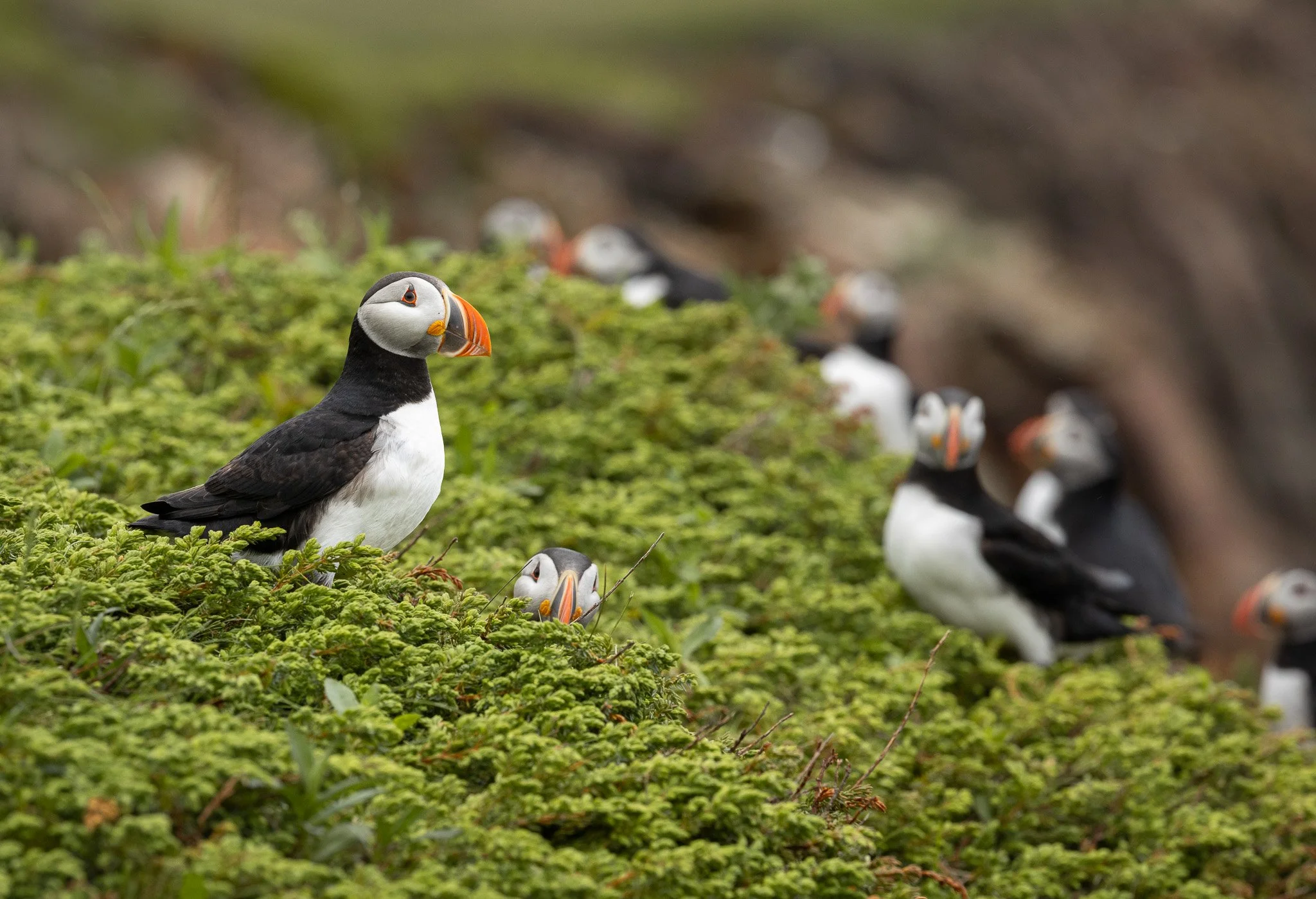 Atlantic puffins in newfoundland.