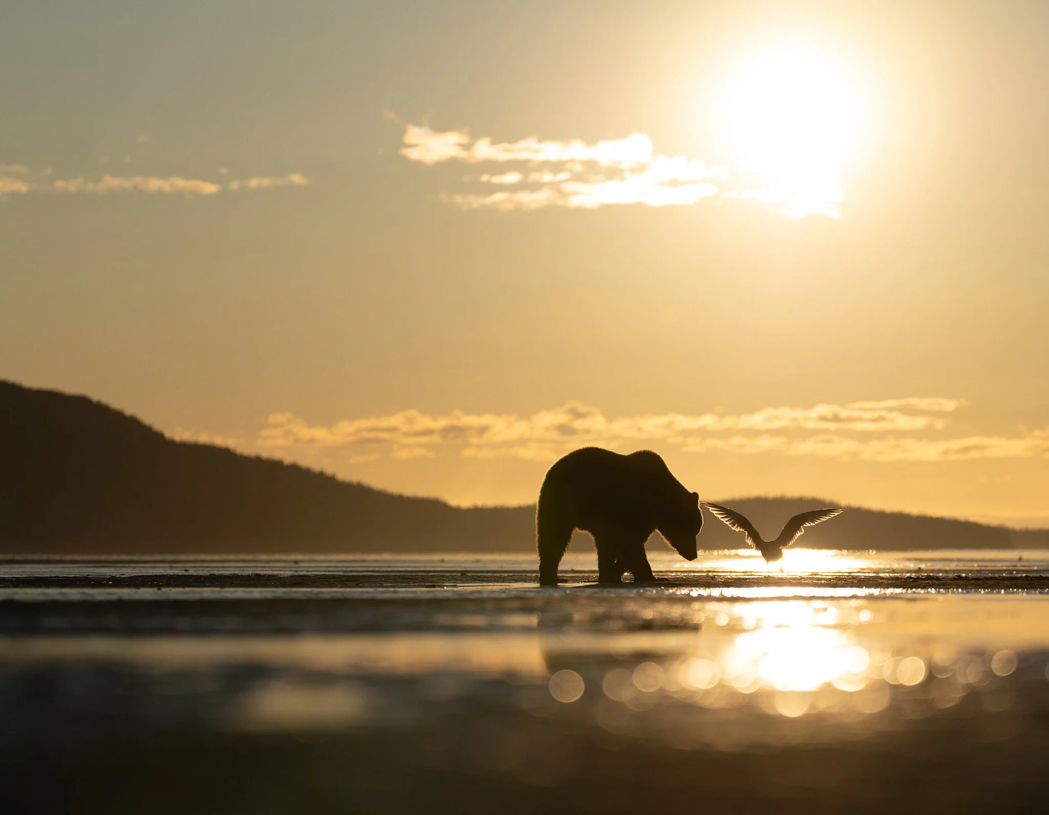 Brown bear and gull at sunrise in Chinitna Bay, Alaska.
