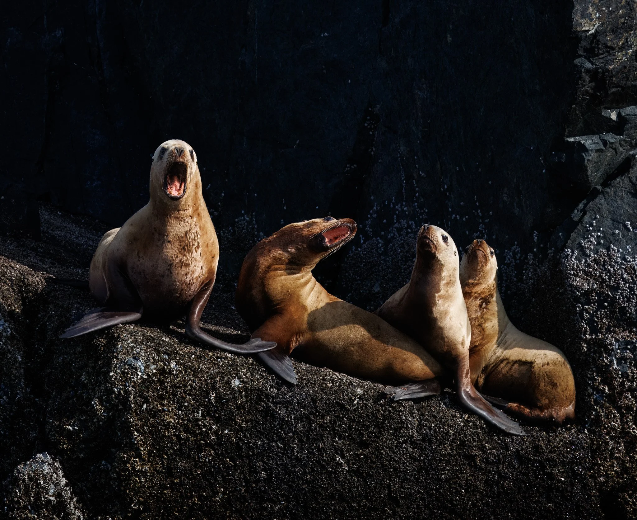 HEY THERE!
sea lions, haida gwaii, bc