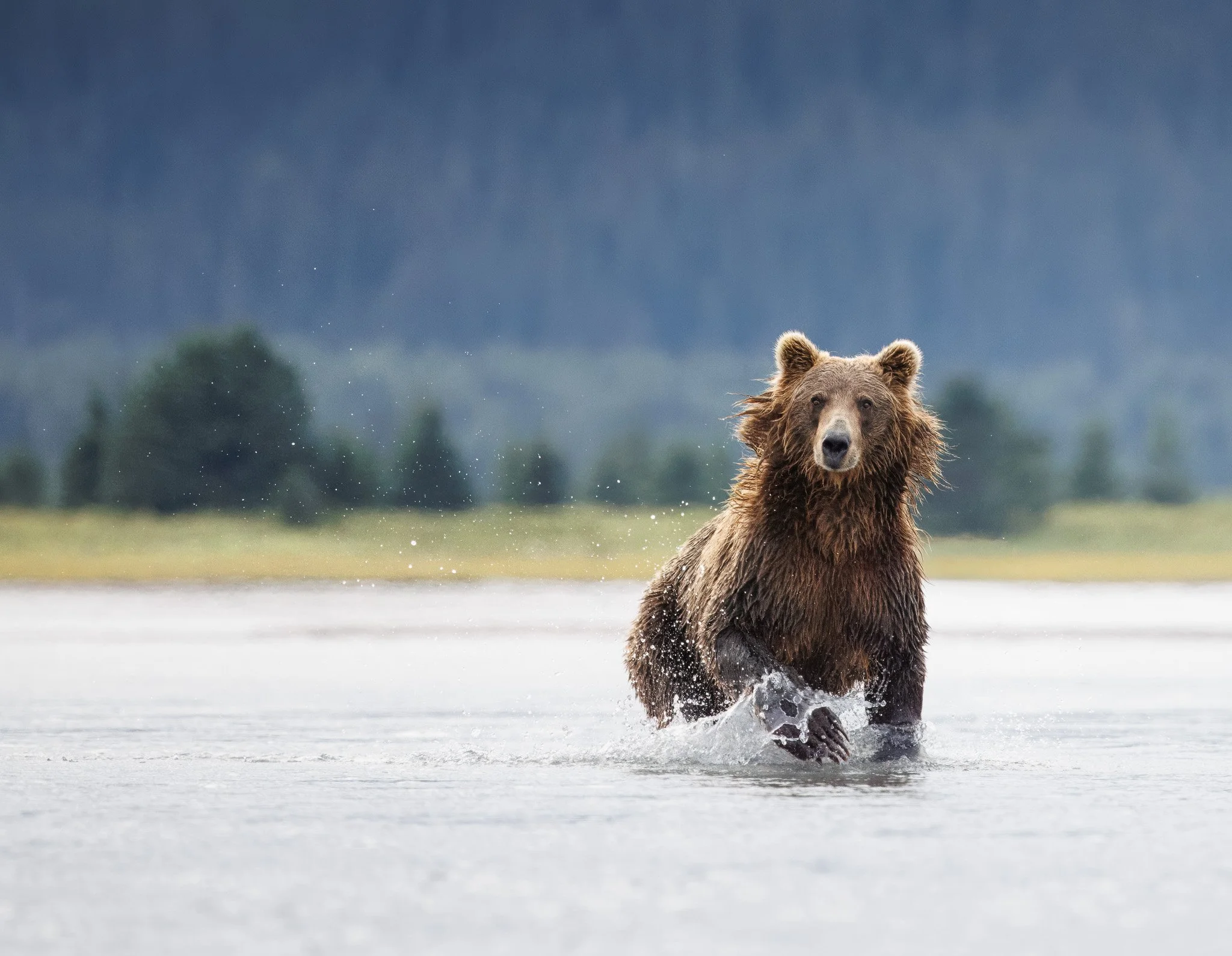 Alaskan Brown Bears with Kristoff Druva Wildlife