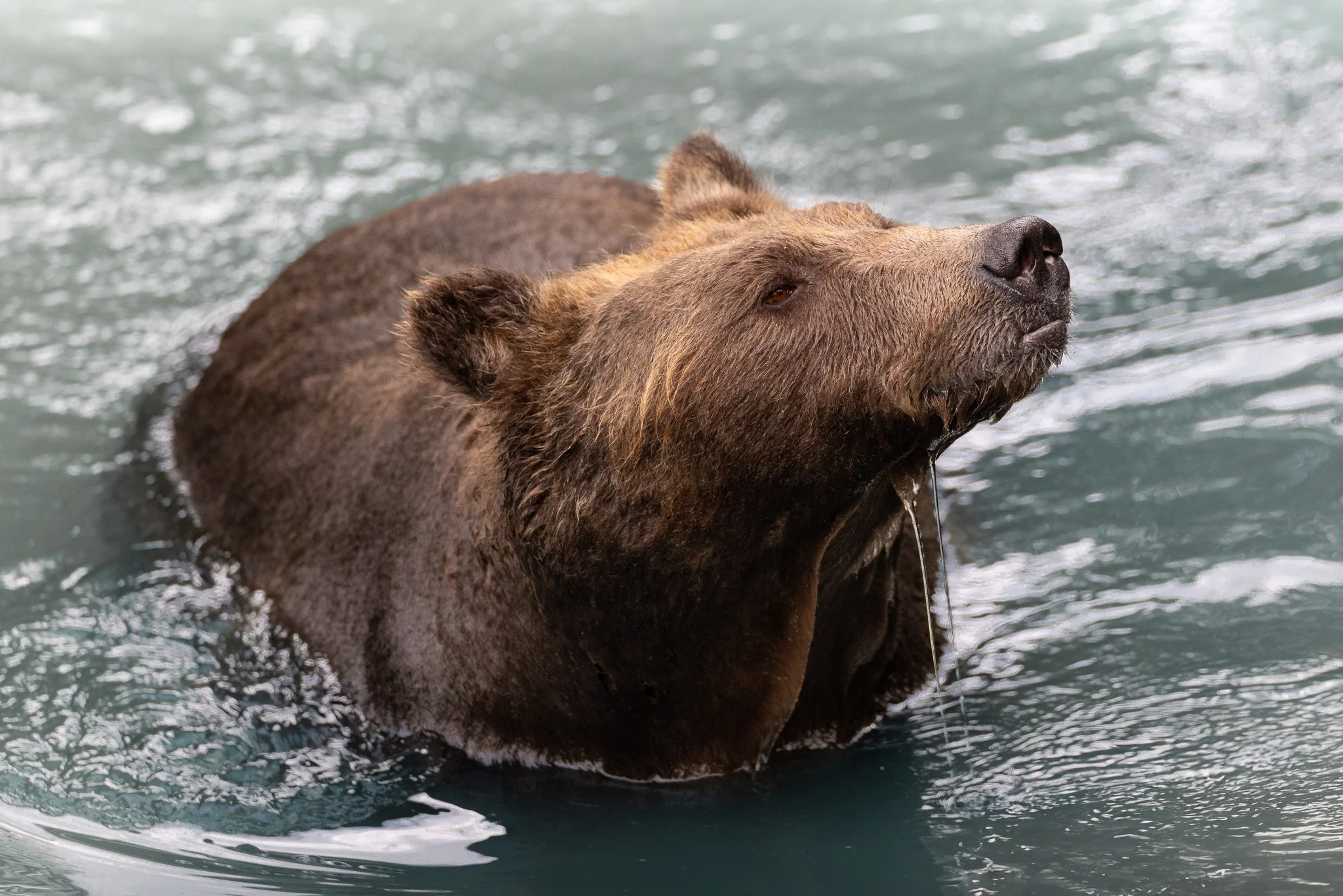 INHALE
grizzly bear, toba inlet, bc
