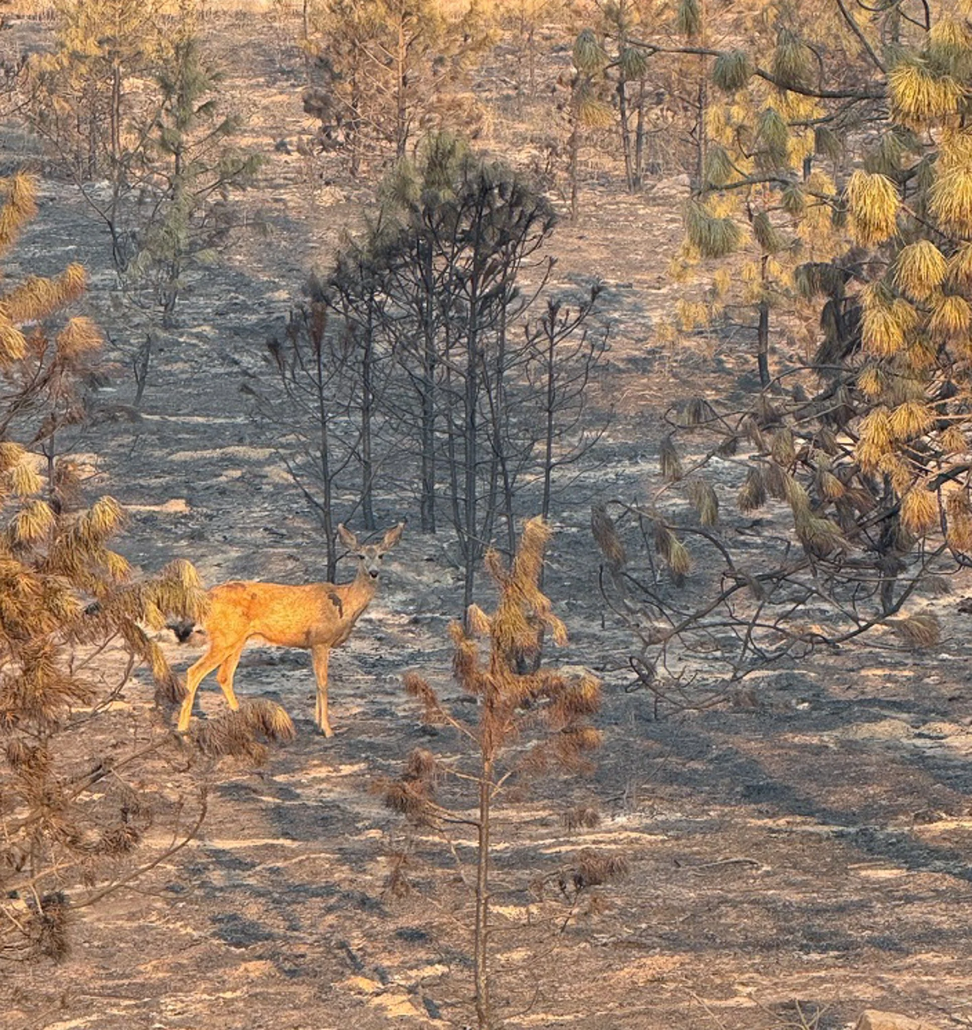 Injured doe in Riverside State Park.