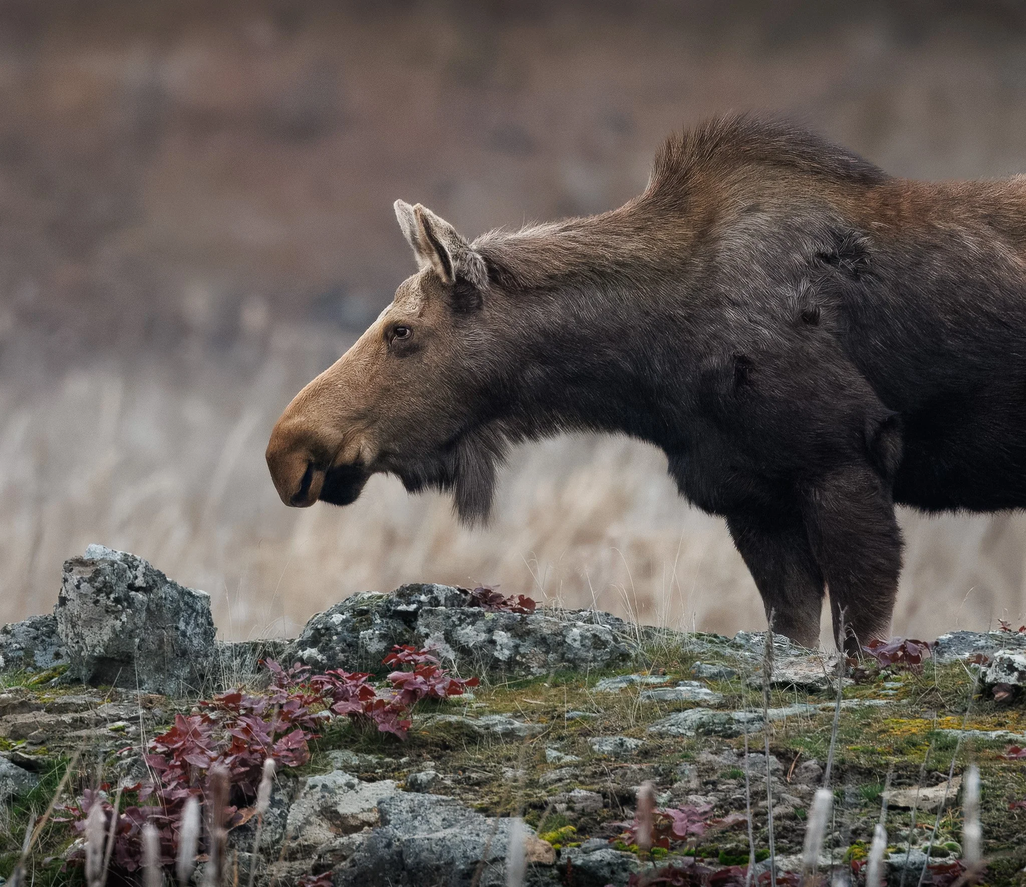 Cow Moose looking off into the distance at Turnbull National Refuge in Spokane, Washington. 
