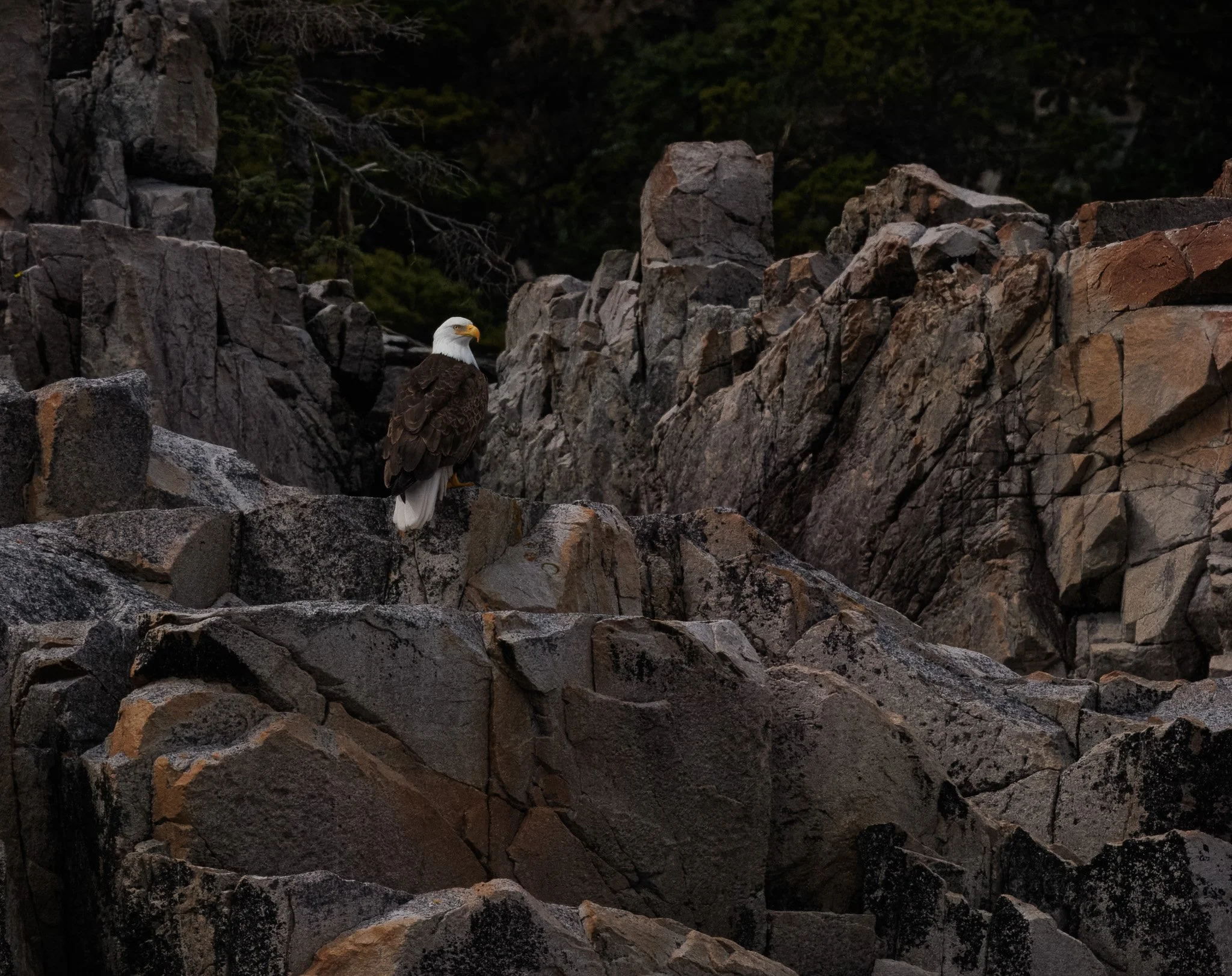 Bald eagle shot from our Haida Style boat tour.