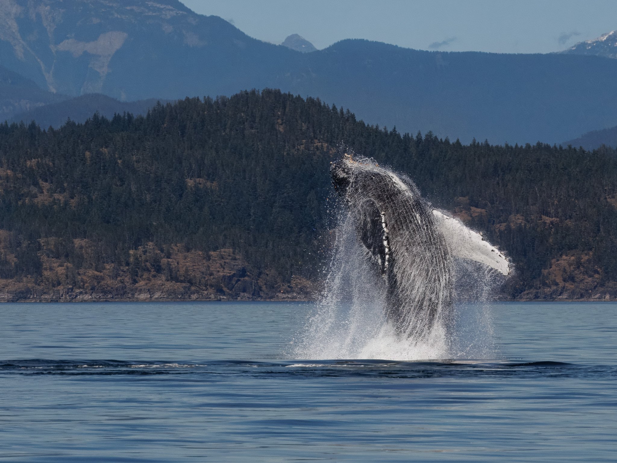 BREAKING FREE
humpback whale, campbell river, bc
