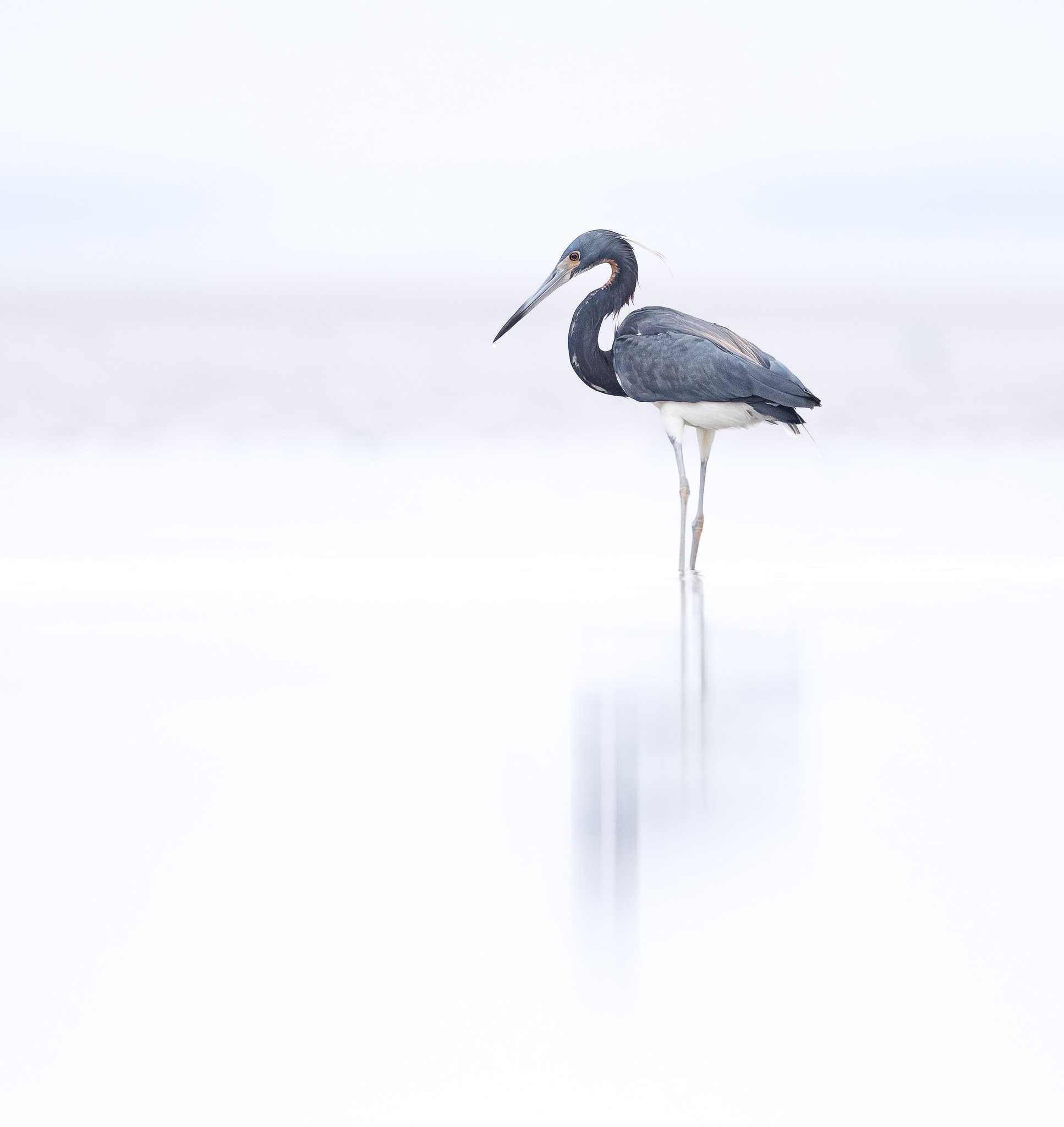 QUIET WATERS
tri-colored heron, South Carolina