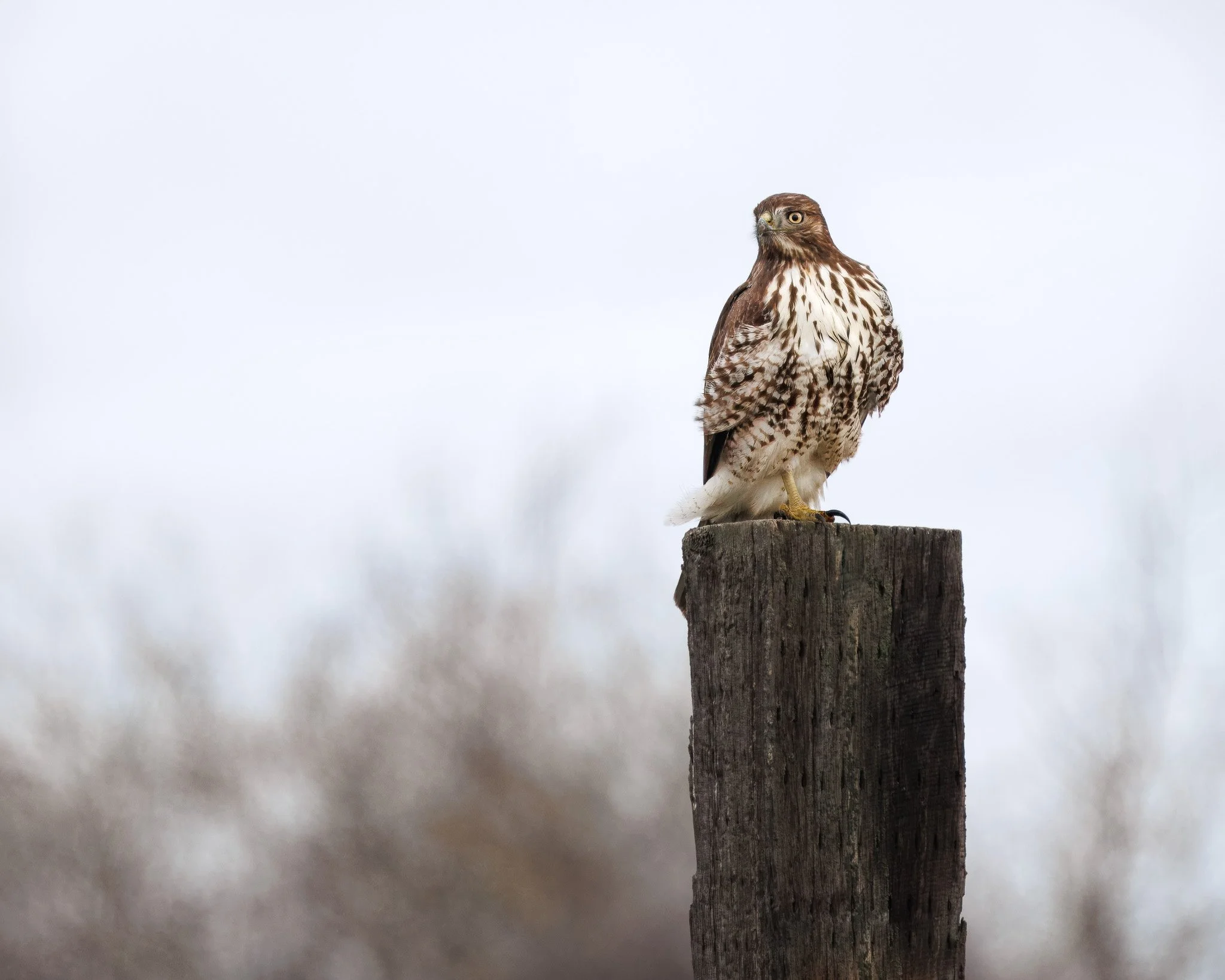 Red-tailed hawk in the wind in eastern Washington.