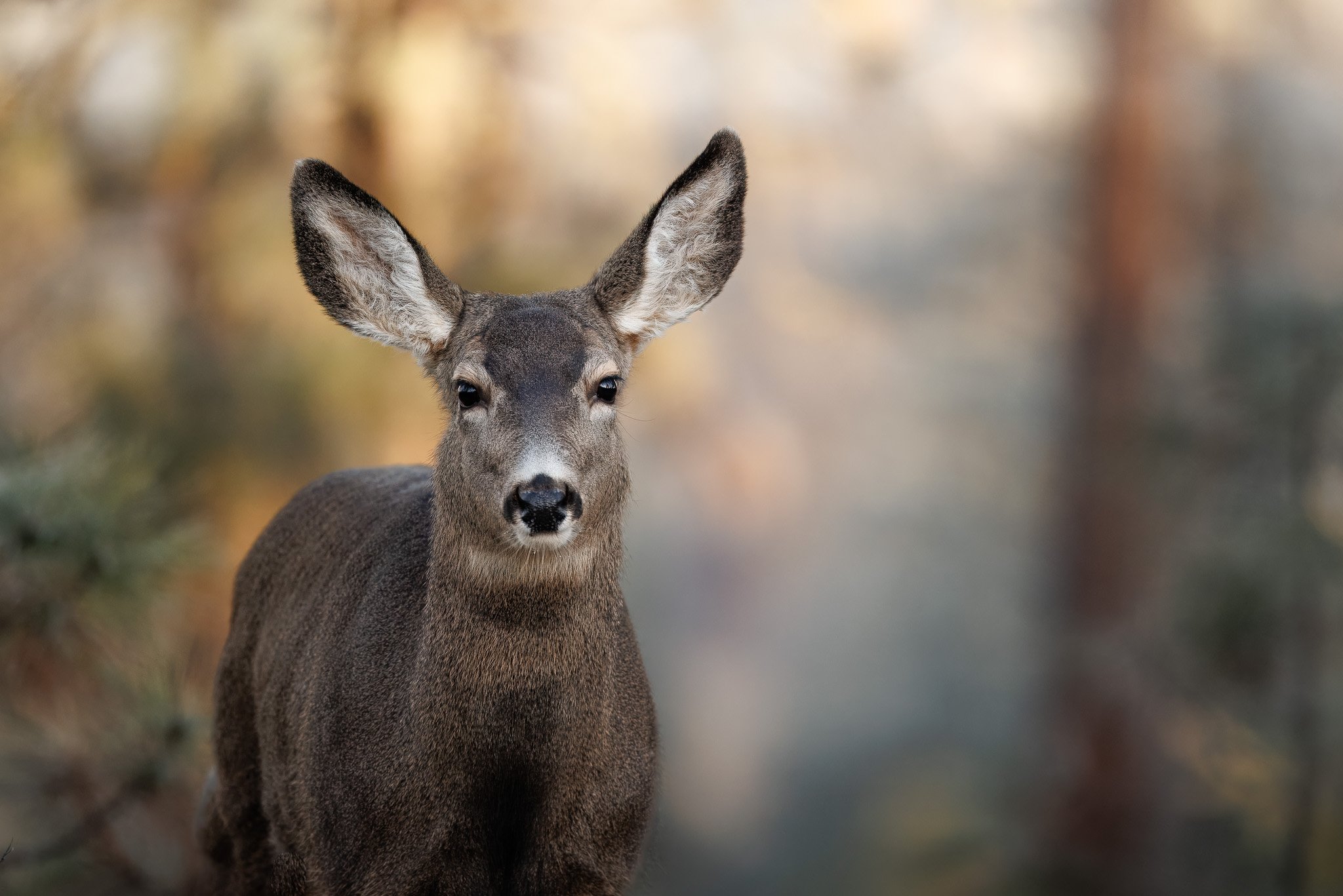 IN QUIET LIGHT
mule deer, riverside state park, wa