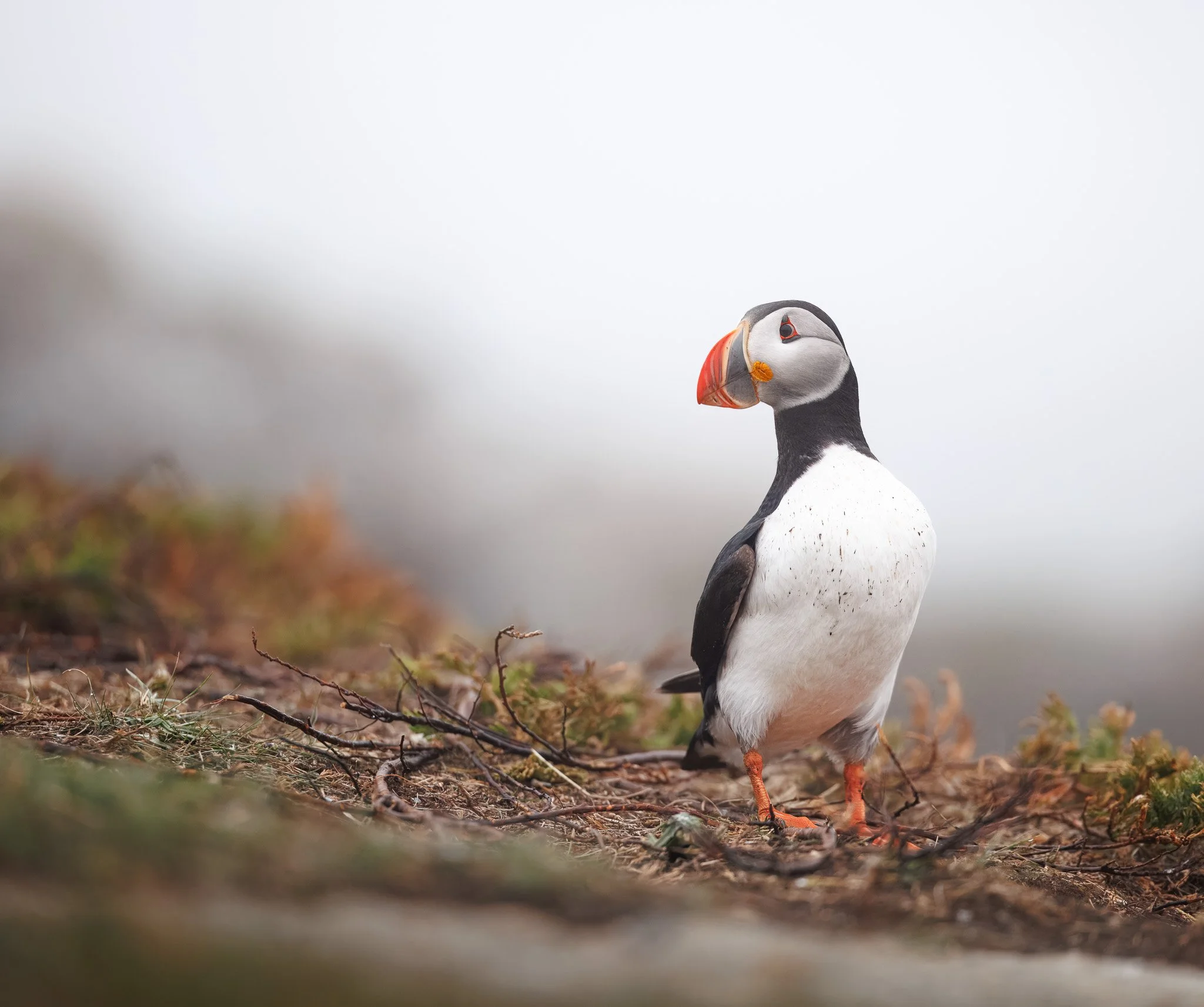 FINDING FOG
puffin, newfoundland