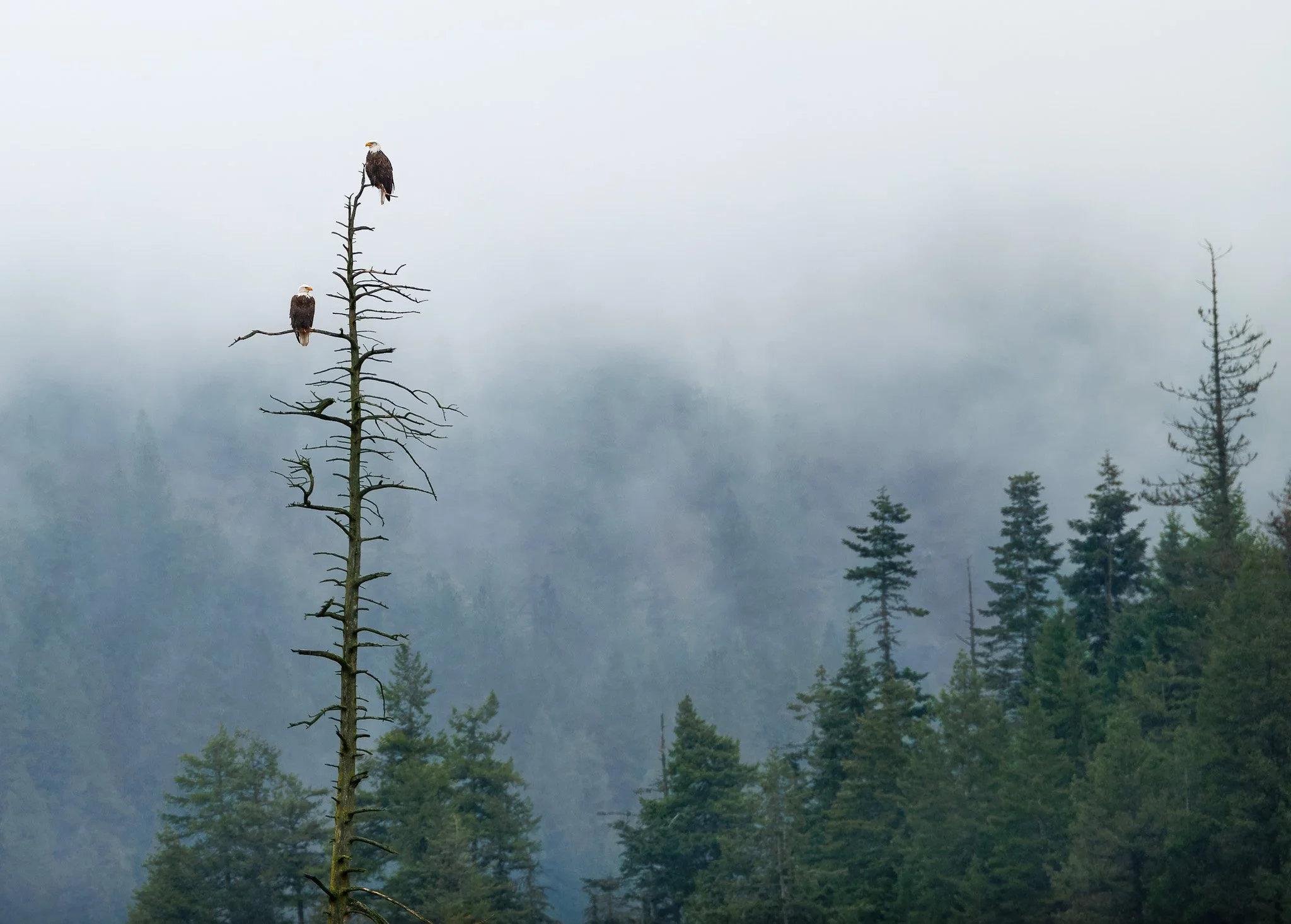 Two eagles in a tree in the fog in North Idaho.