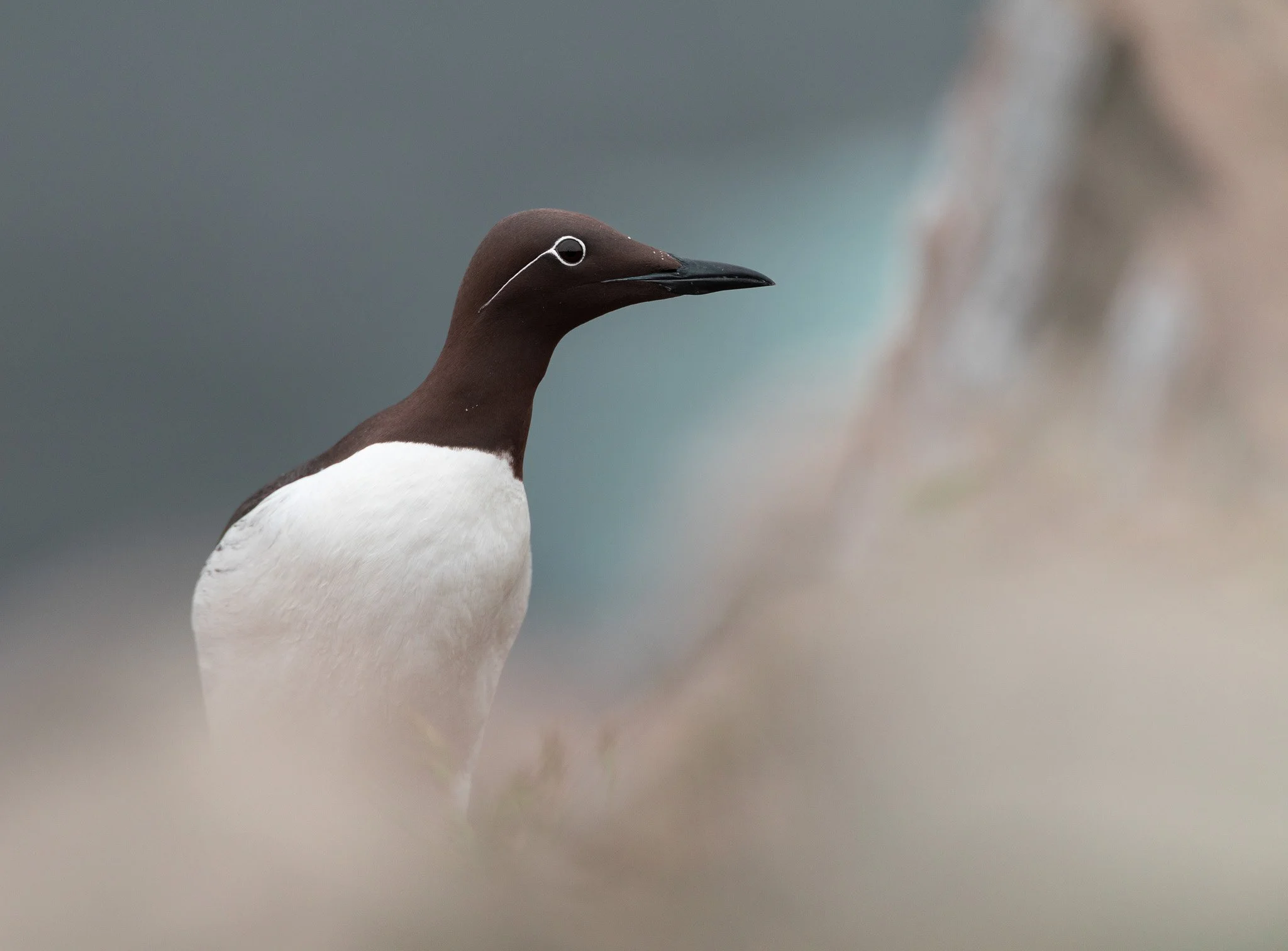 PEACEFUL DAYS
bridled murre, newfoundland