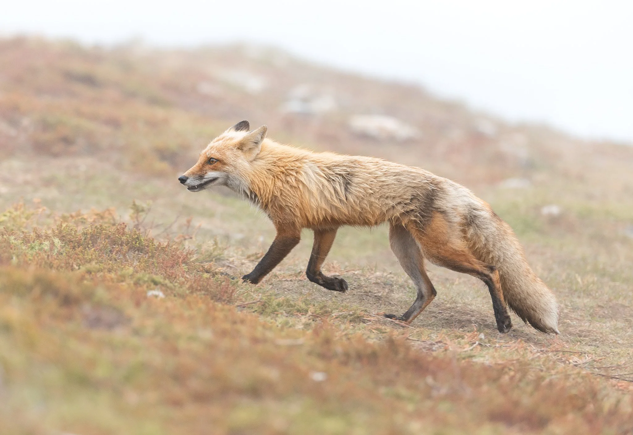 Fox at puffin colony in Newfoundland.