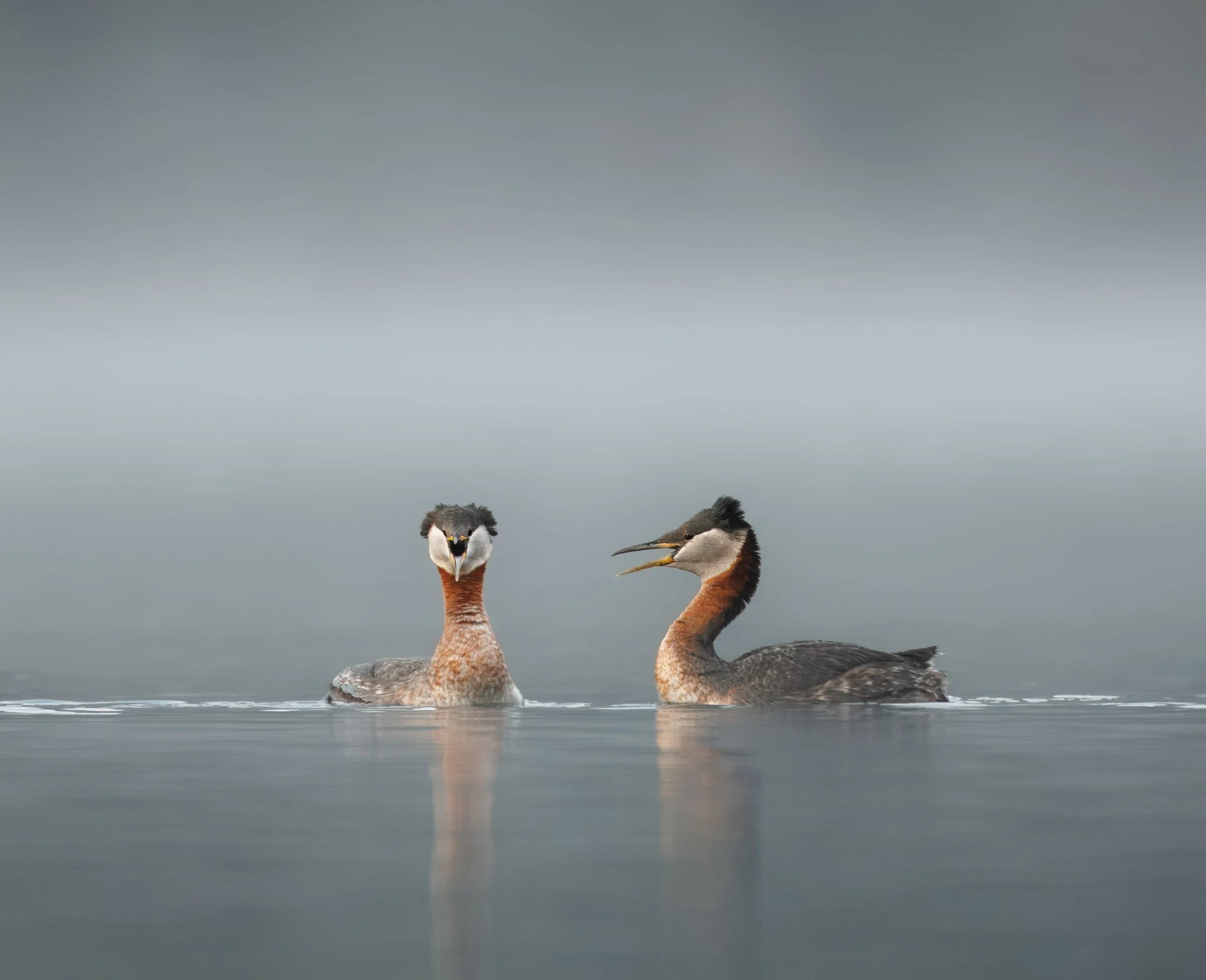 CHATTER
red-necked grebes, north idaho