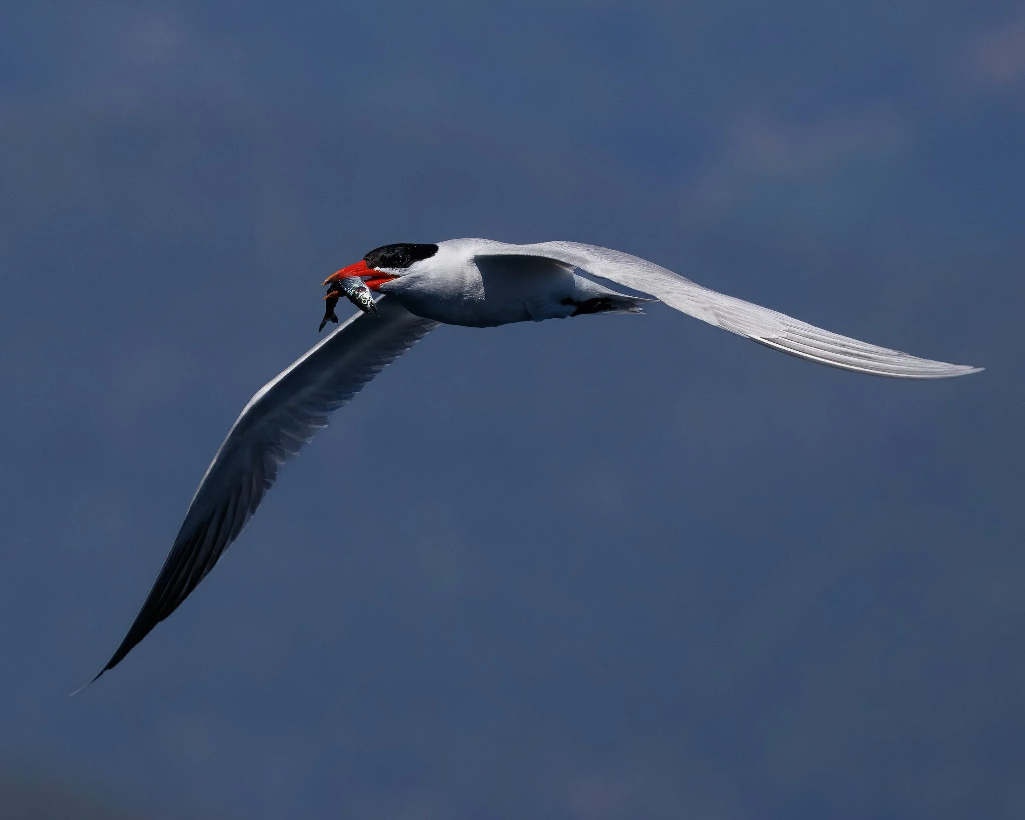 Caspien Tern flying with a fish in mouth outside of Campbell River, BC.