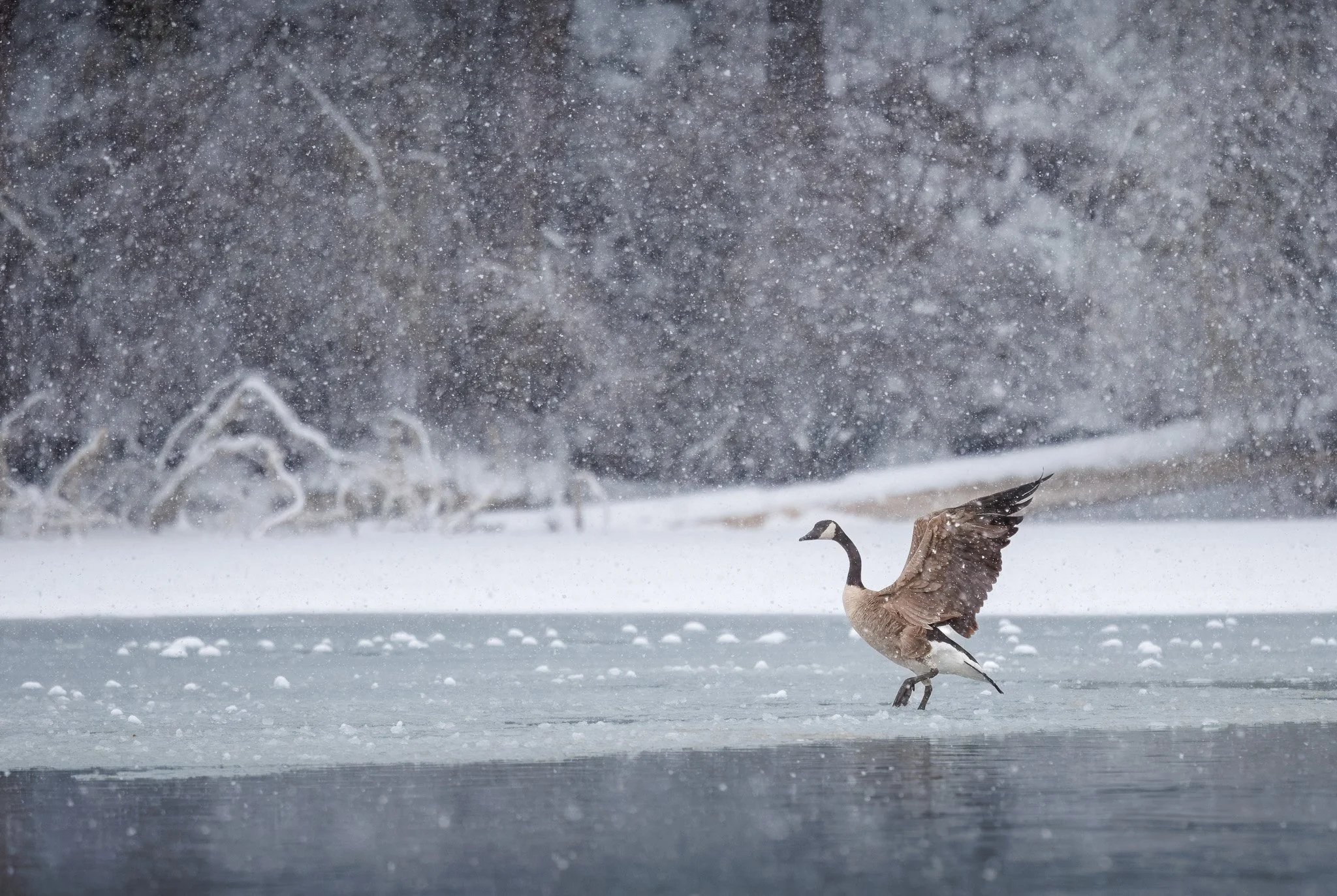 Canada goose on a lake in snow at the Wandermere Golf Course in Spokane.