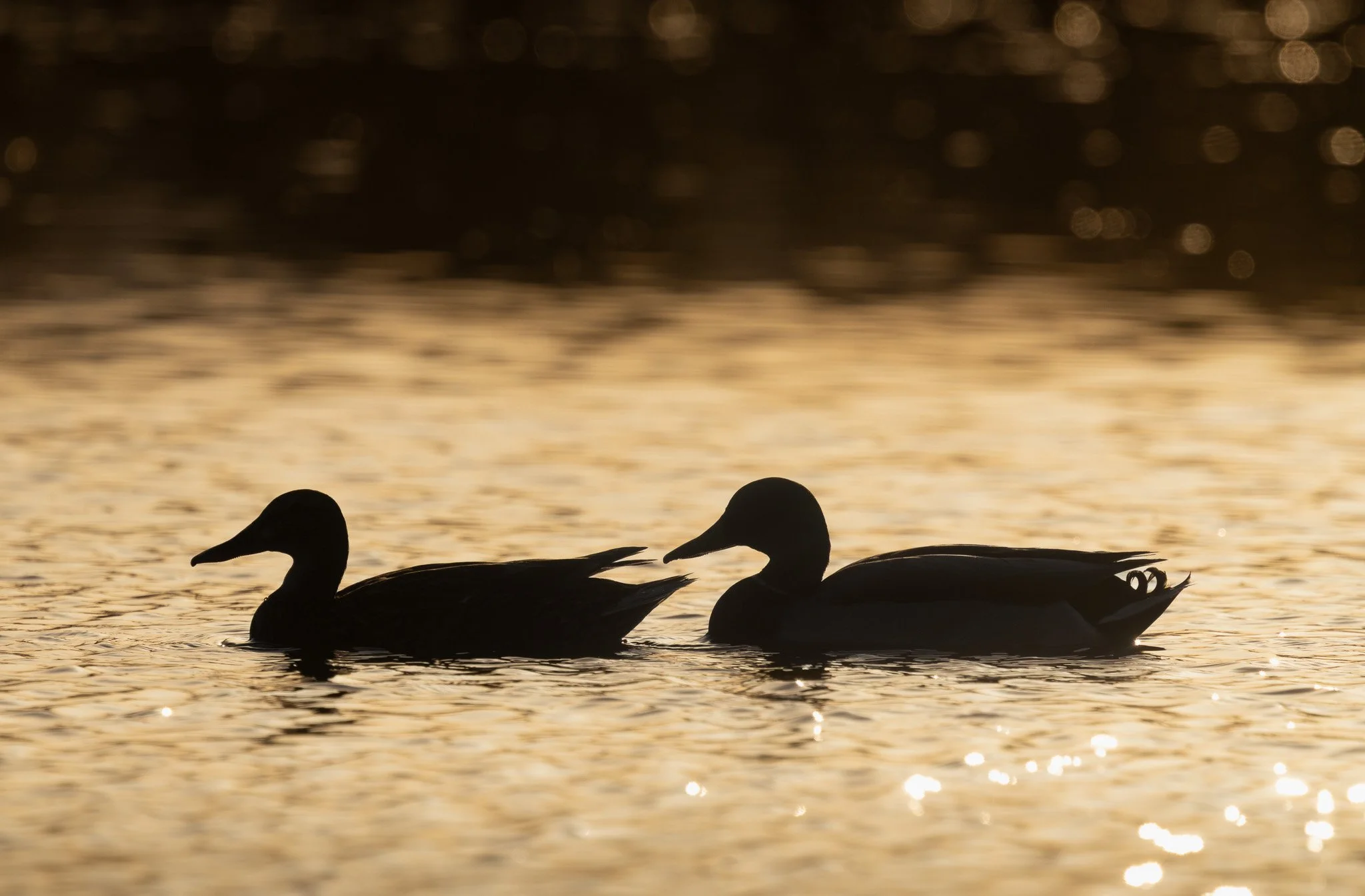 Mallard couple silhouette at sunset, Cranbrook, BC, Canada.