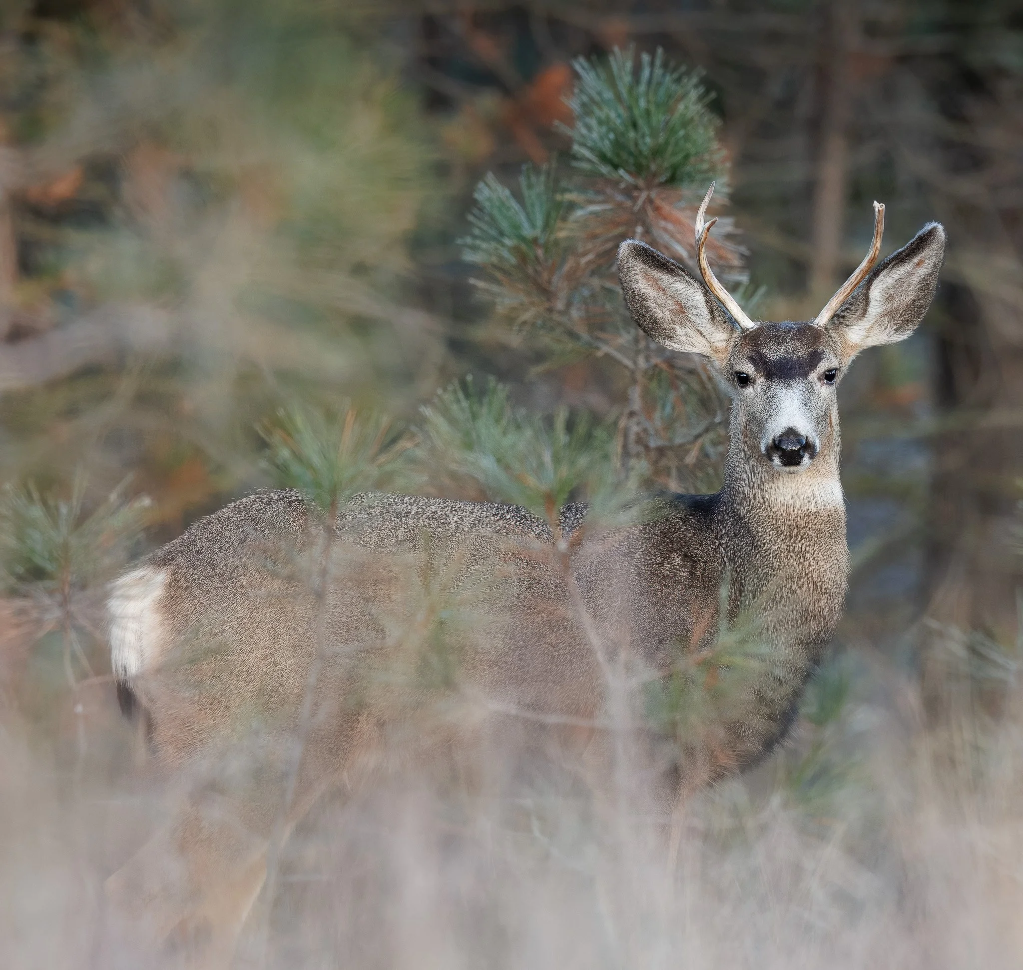 Mule deer buck in Riverside State Park, Spokane WA.