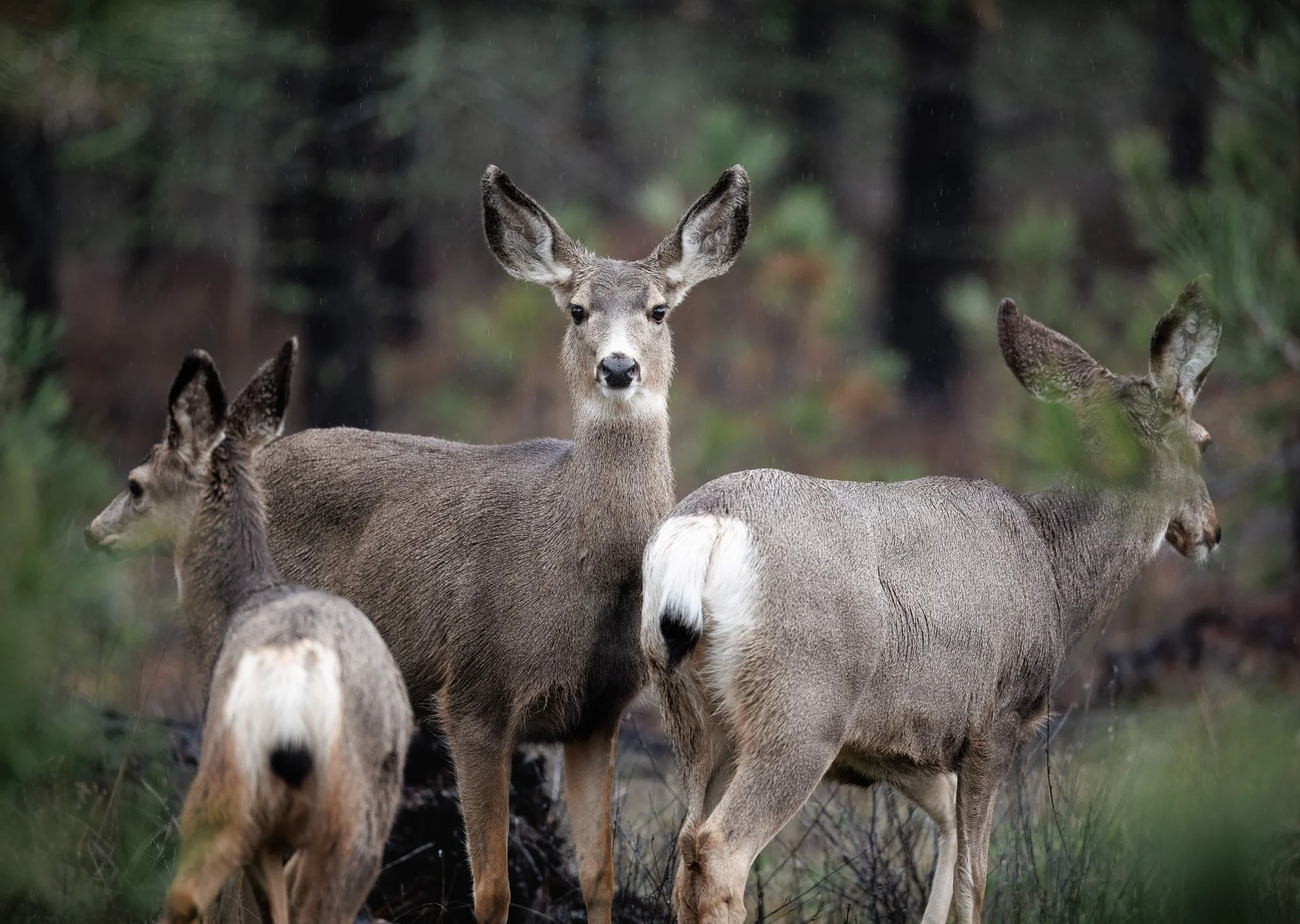 Mule deer in the rain in Riverside state park in Spokane WA.