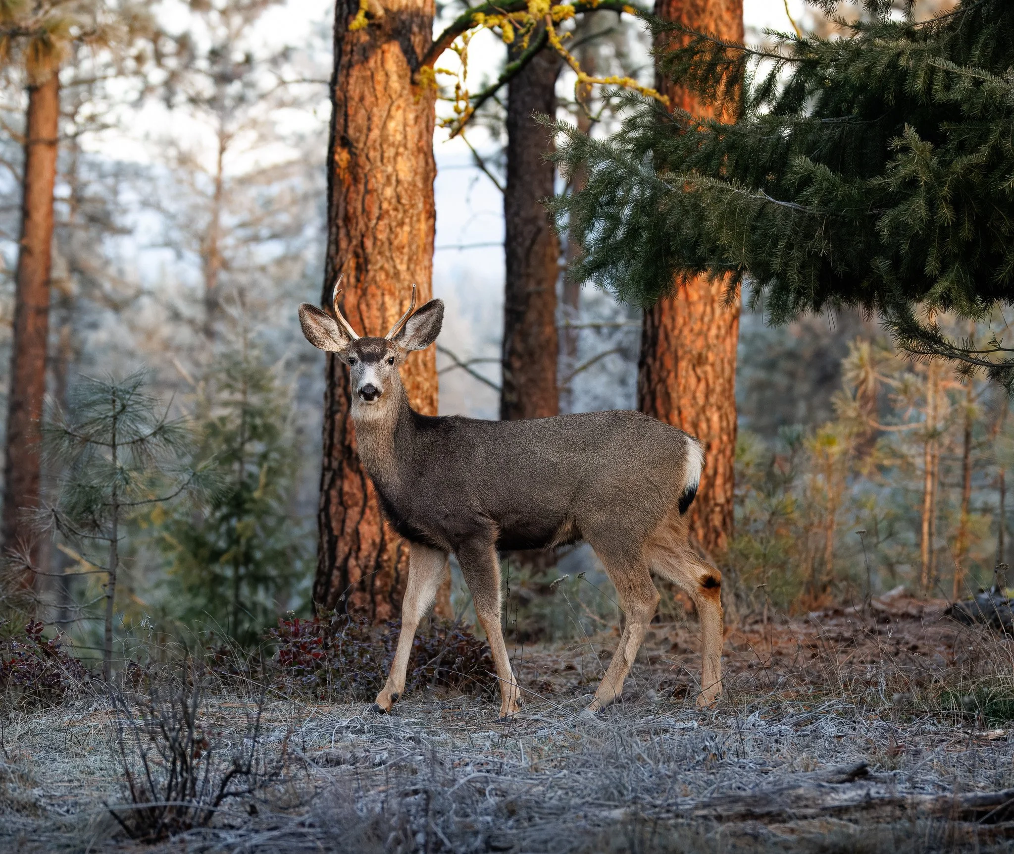 Mule deer buck in Riverside state park in early morning sun in Spokane WA.
