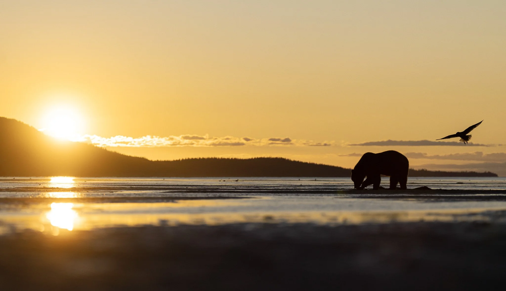 Brown bear and gull in the early morning sunrise in Chinitna Bay, Alaska.