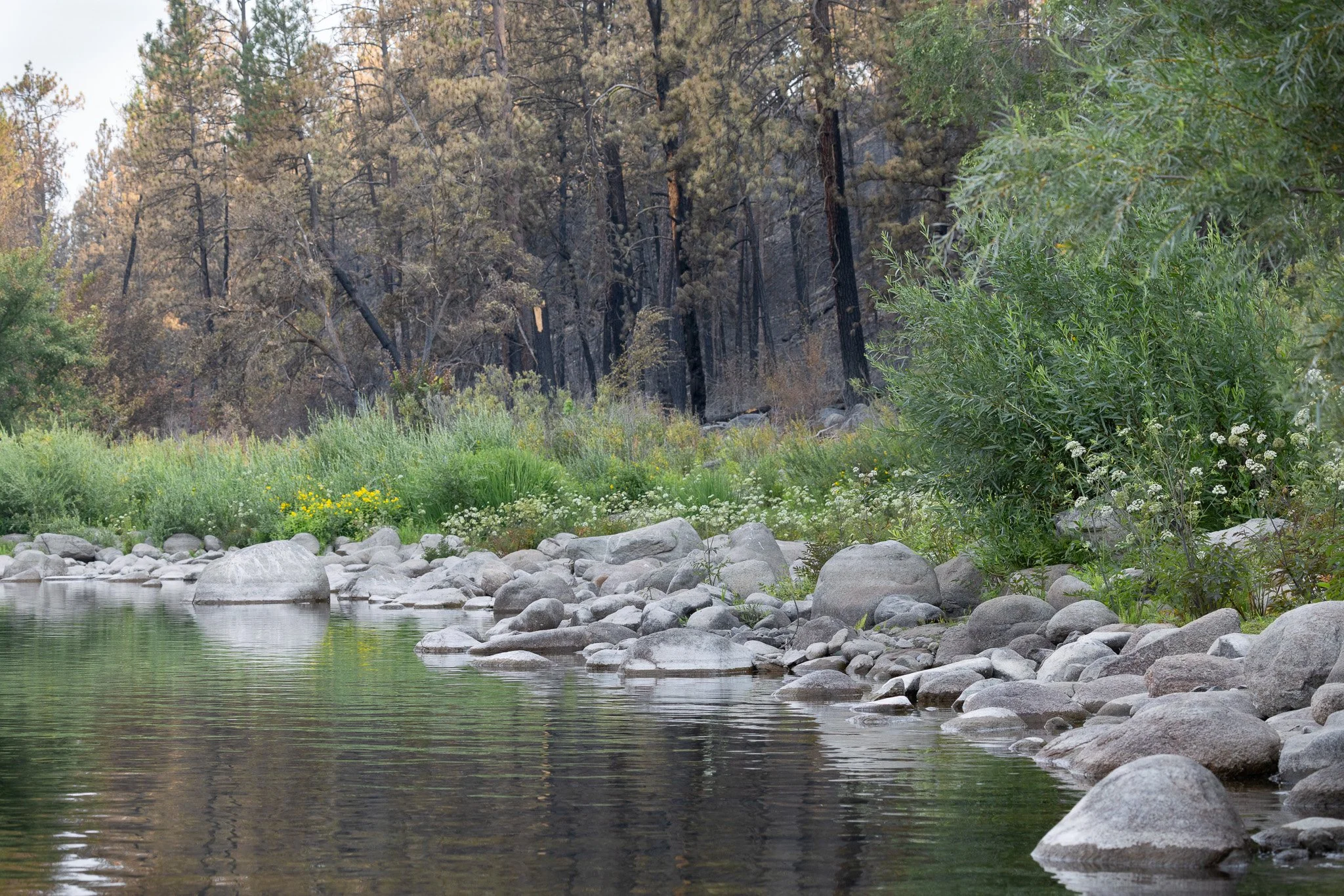 Green spot down by the Spokane River in the middle of fire area.