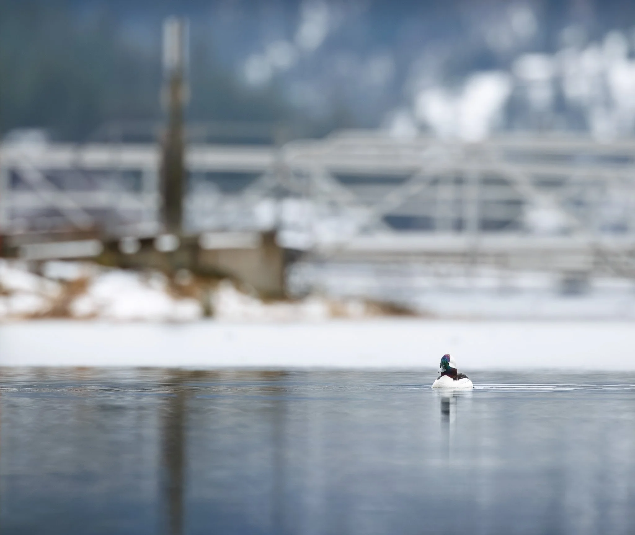 Bufflehead duck in cool water with snow in background at Fernan Lake in North Idaho.
