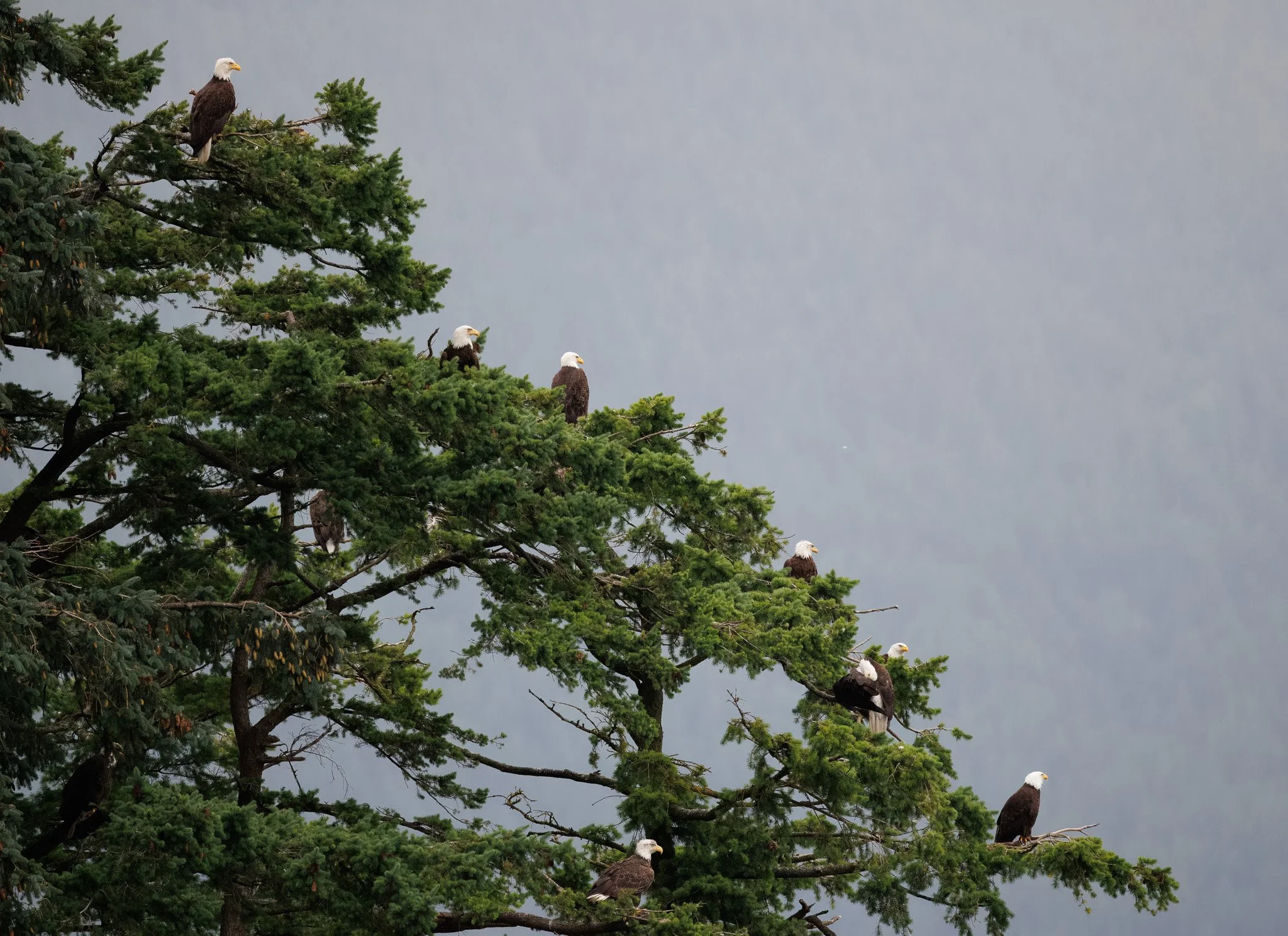 Bald eagle tree outside of Campbell River, BC at the Bald Eagle Workshop.