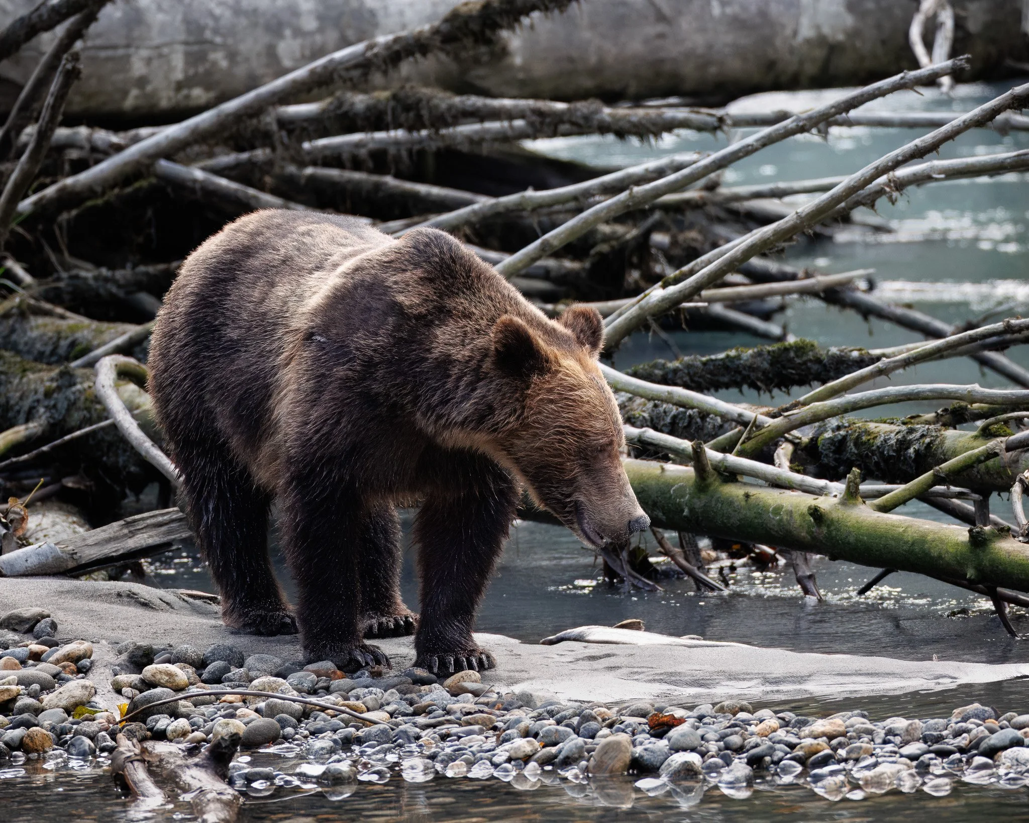 Grizzly bear standing by a stream.