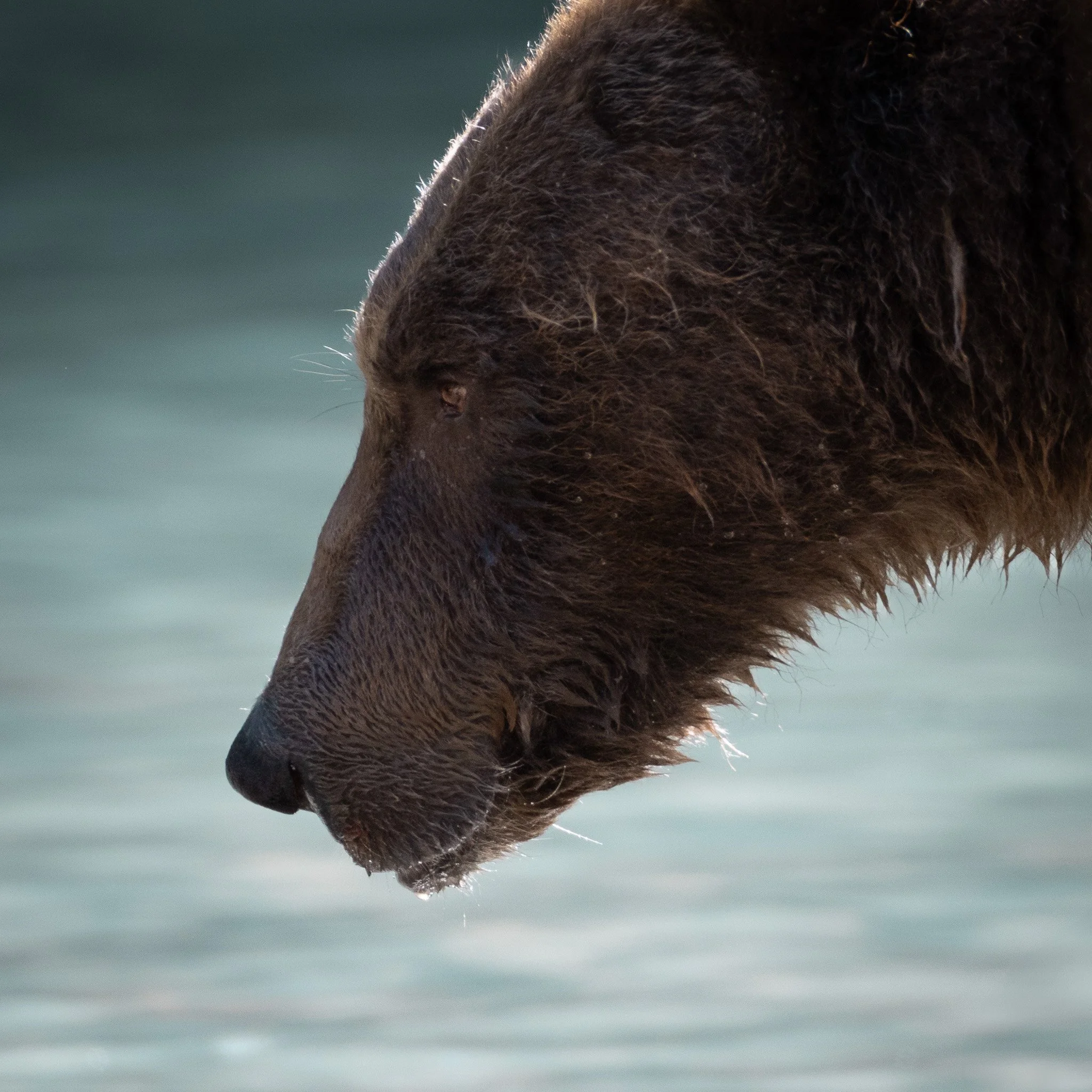 Backlit profile picture of a grizzly bear.