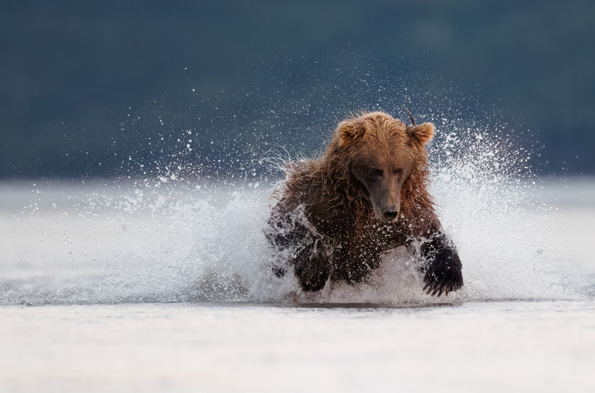 SPLASH
brown bear, lake clark national park, alaska