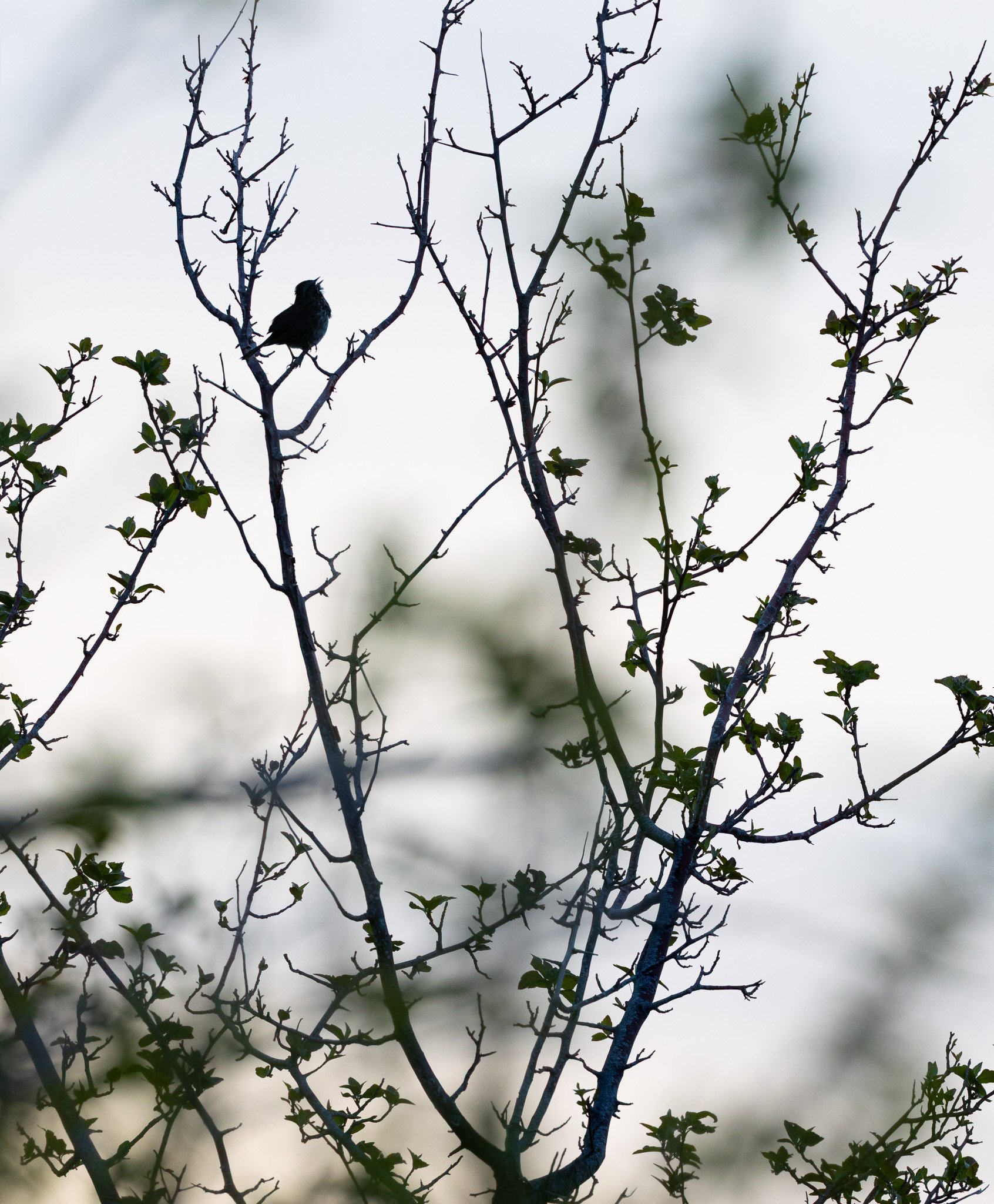 Song bird in Haida Gwaii.