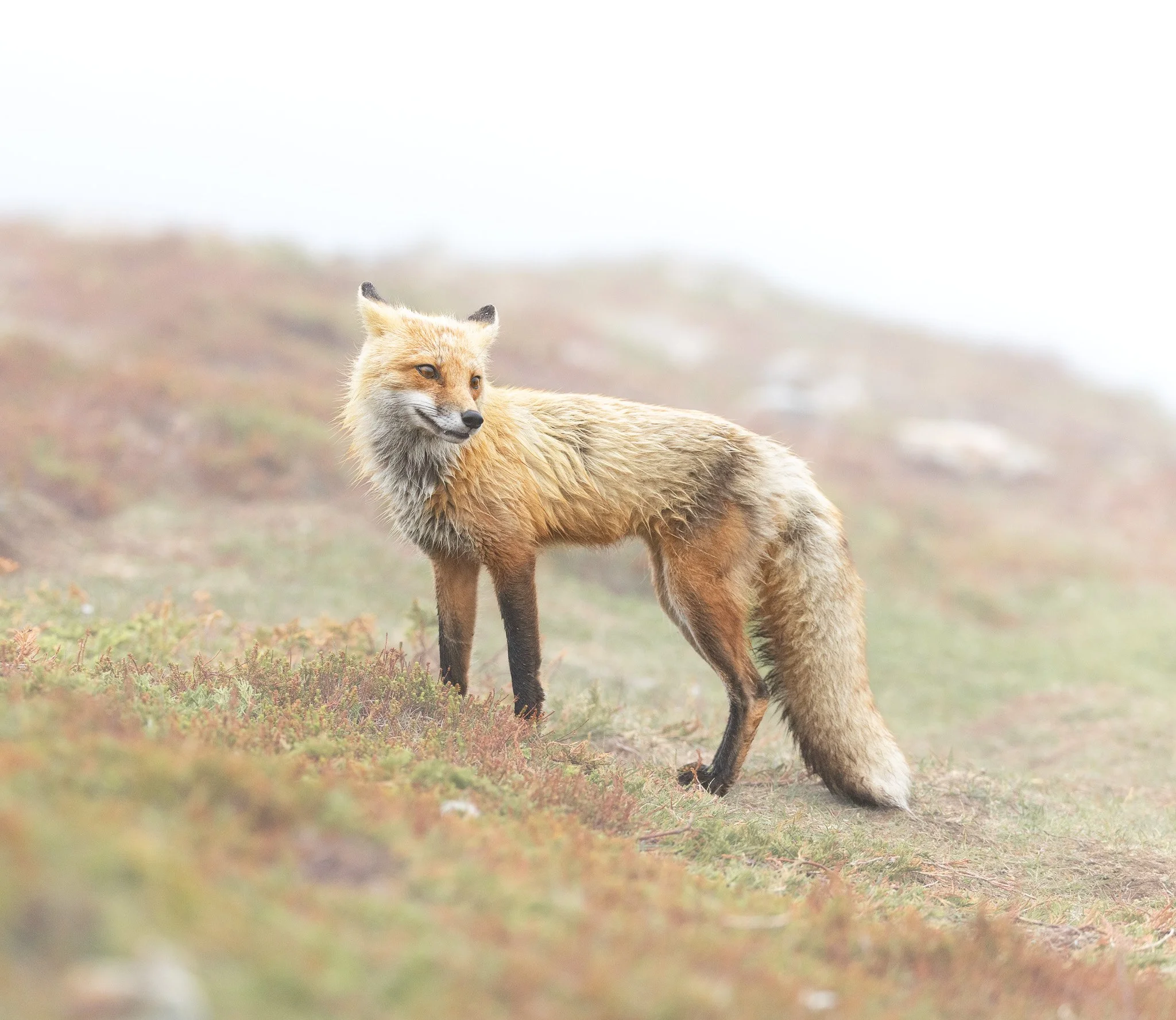 FOGGY FOX
red fox, newfoundland