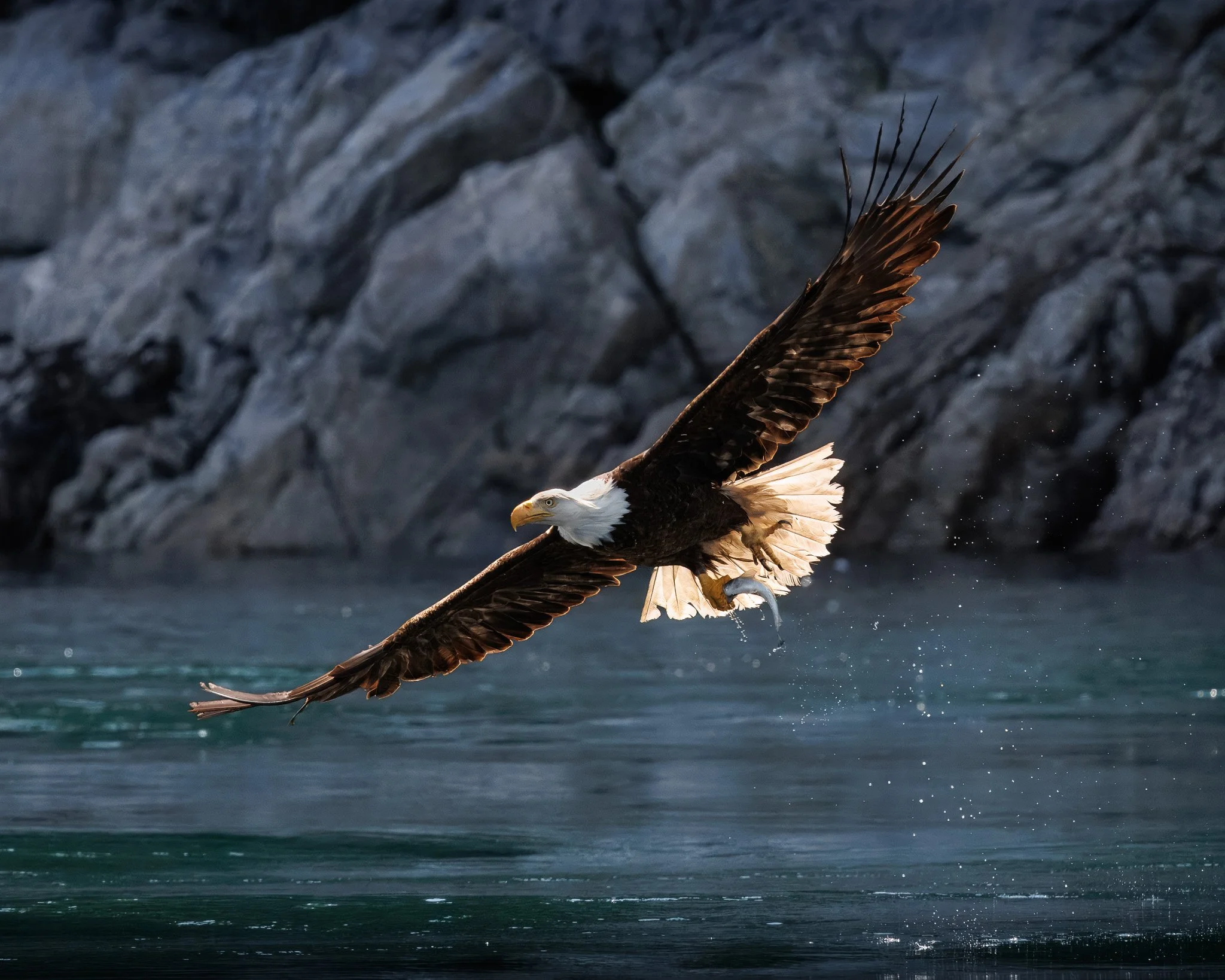 Bald eagle in flight with fish in talons at the bald eagle workshop in Campbell River, BC.