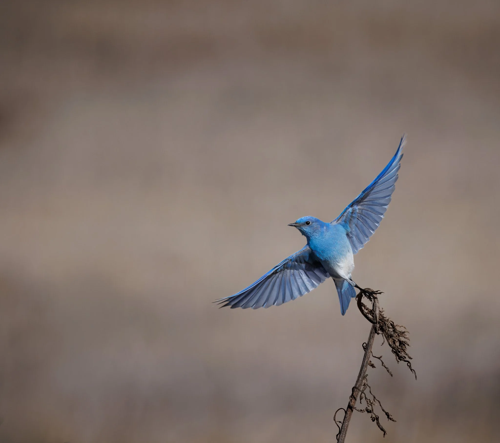 Mountain bluebird taking off of weed at saltese upland conservation area in spokane WA.