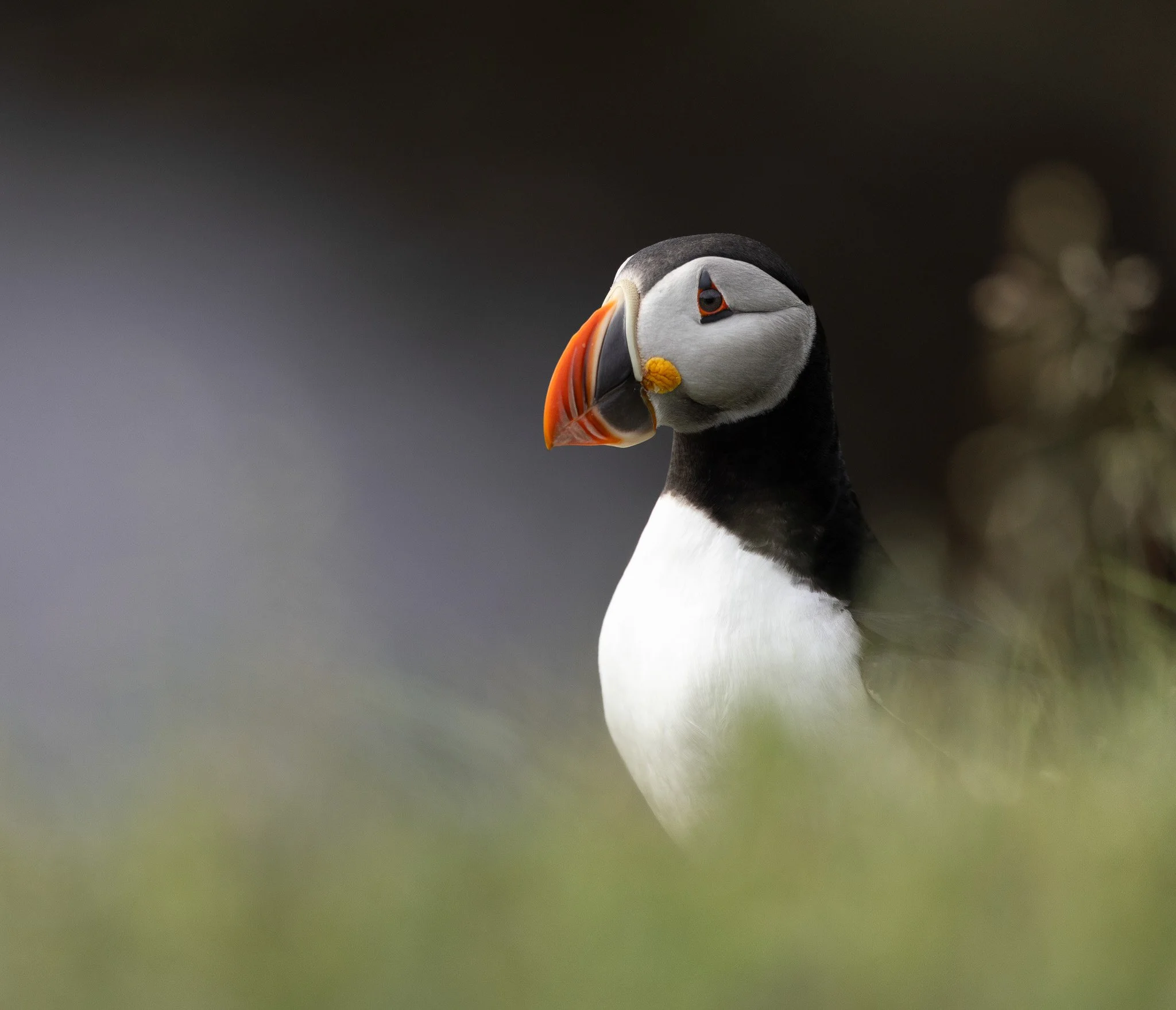 Puffin in grass in Newfoundland.