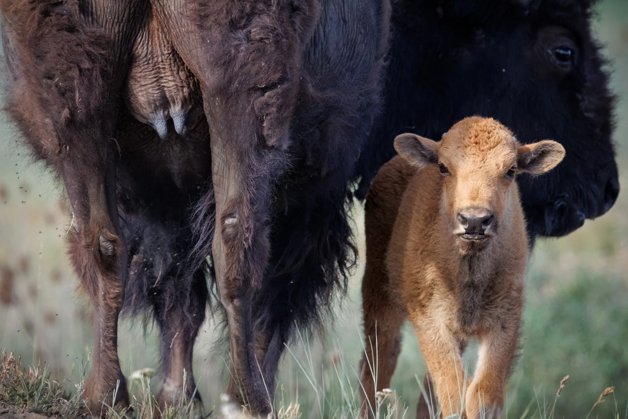 UNDER COVER
bison mom and calf, cskt bison range, mt