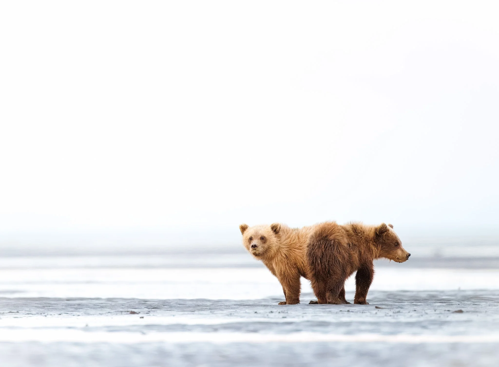 Two brown bear cubs standing and waiting in Chinitna Bay, Lake Clark, Alaska.