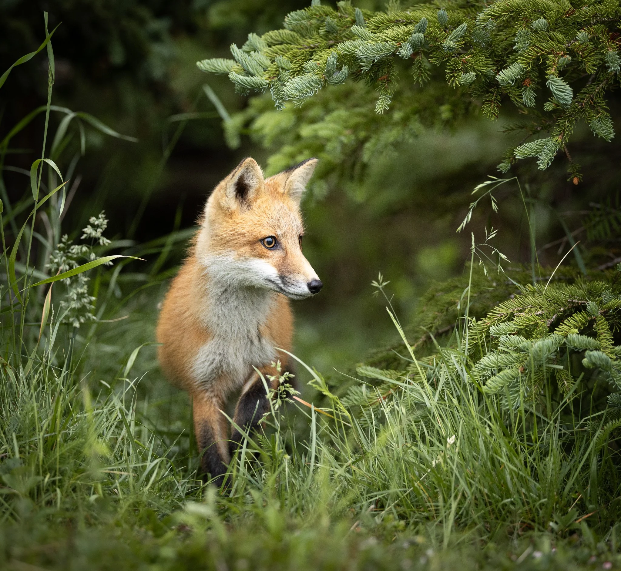 Fox kits standing by the edge of the forest in Newfoundland.