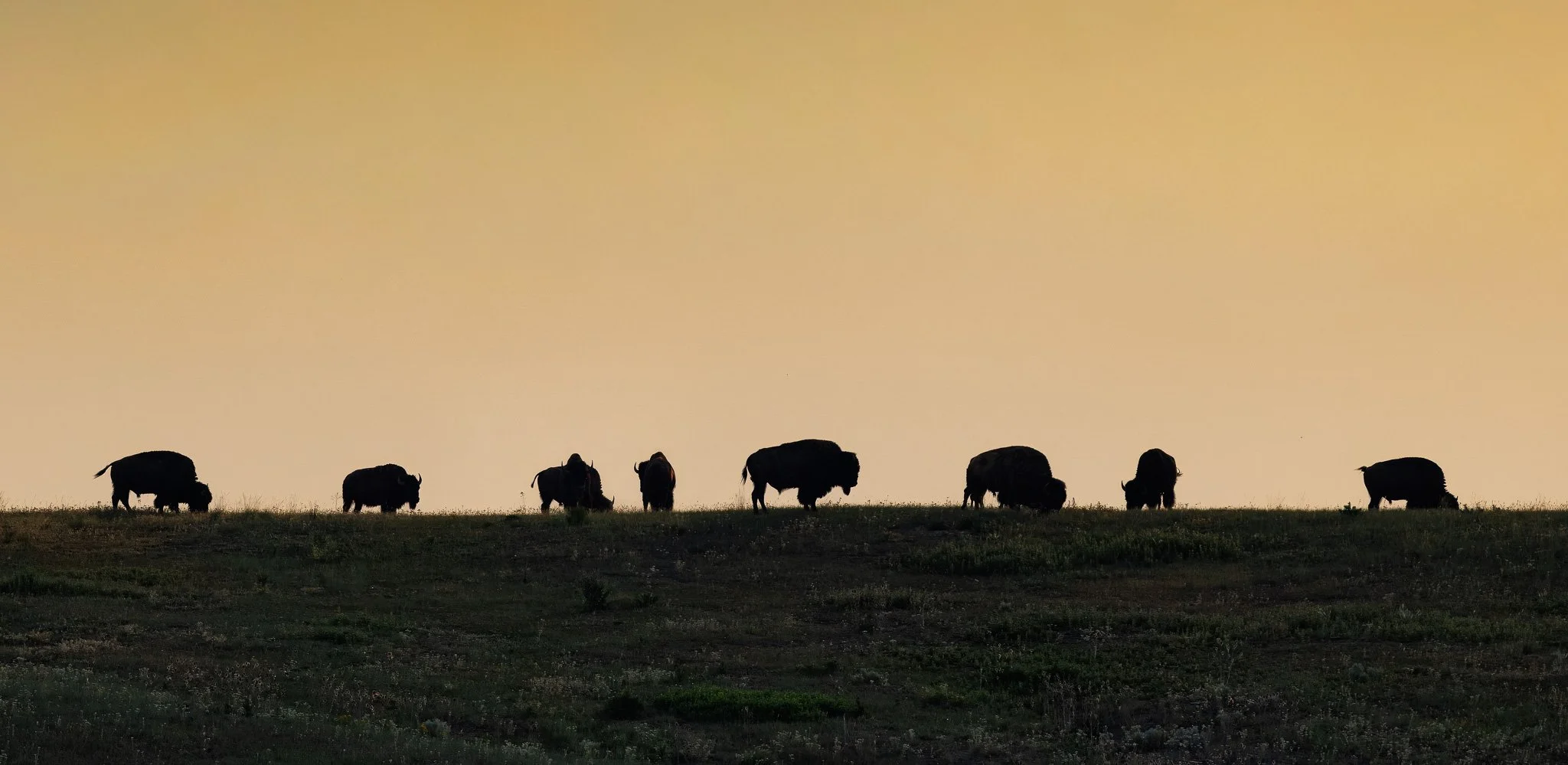Bison silhouette on a hill at sunrise at CSKT Bison Range in Montana.