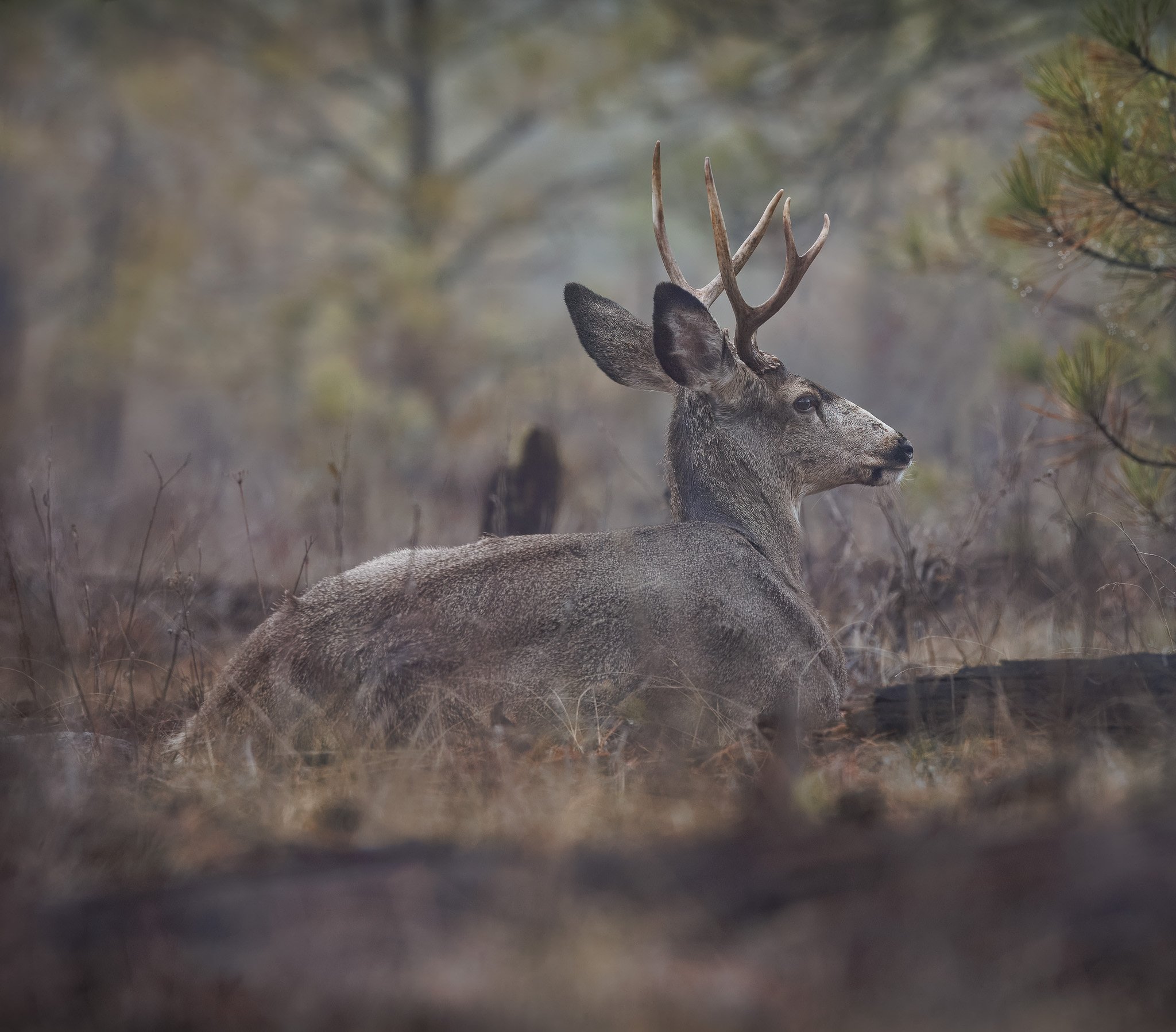 Mule deer buck in Riverside state park, Spokane WA.